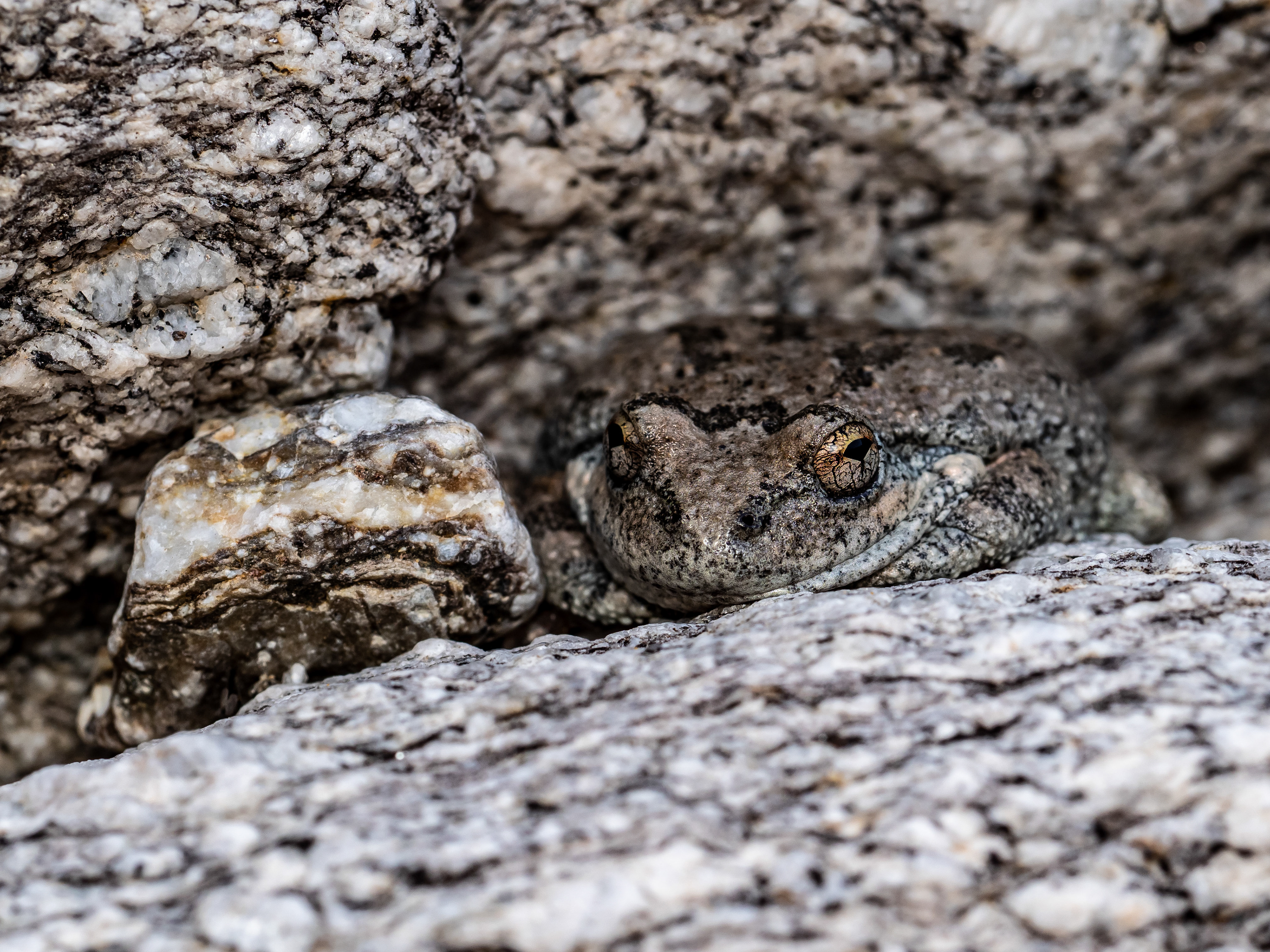 California Tree Frog. Near Temecula.