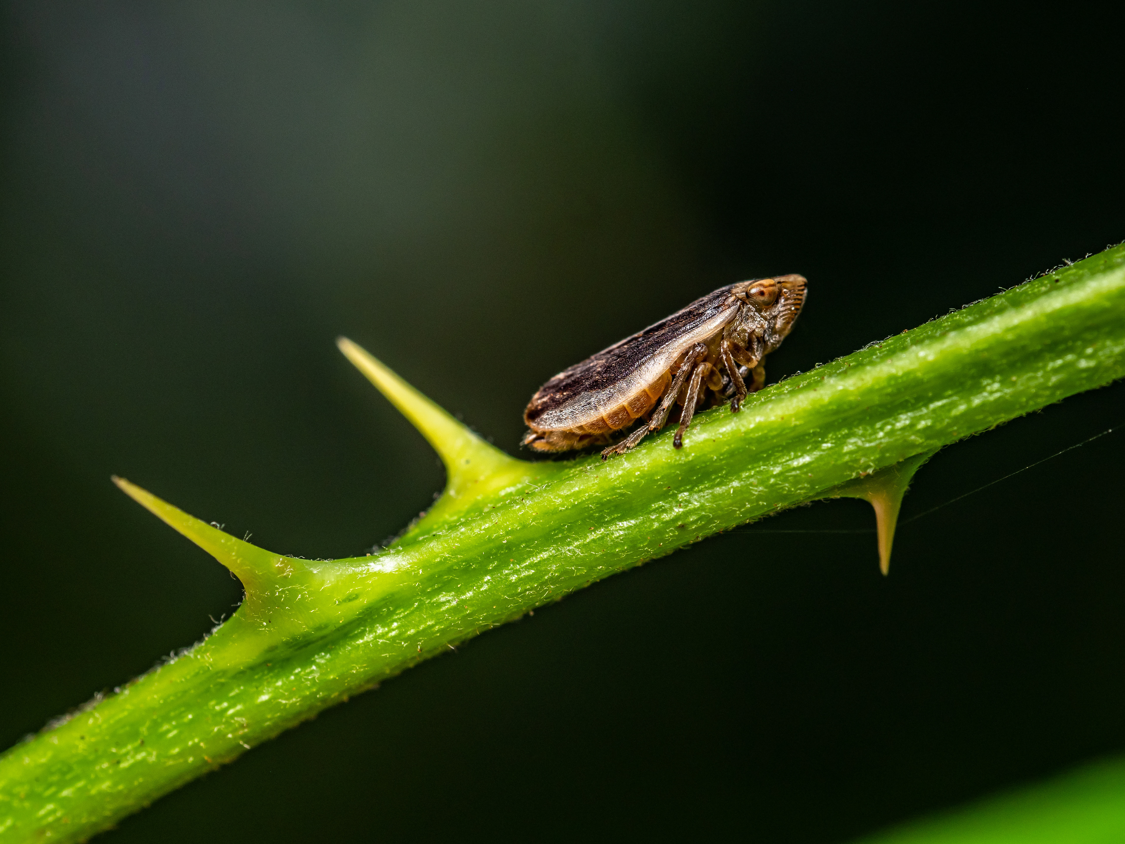 Leafhopper. WA.