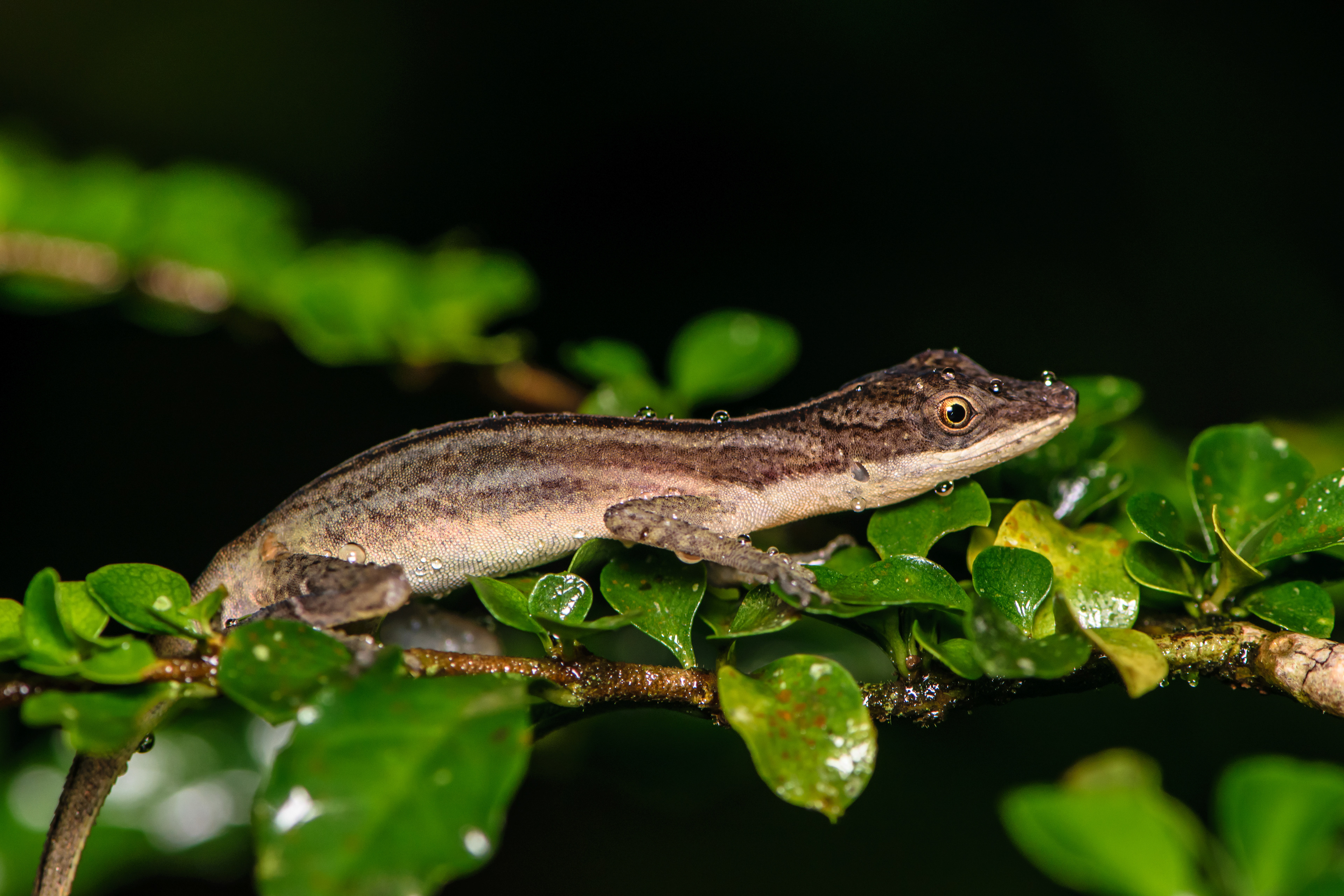 Slender Anole. Near La Fortuna.