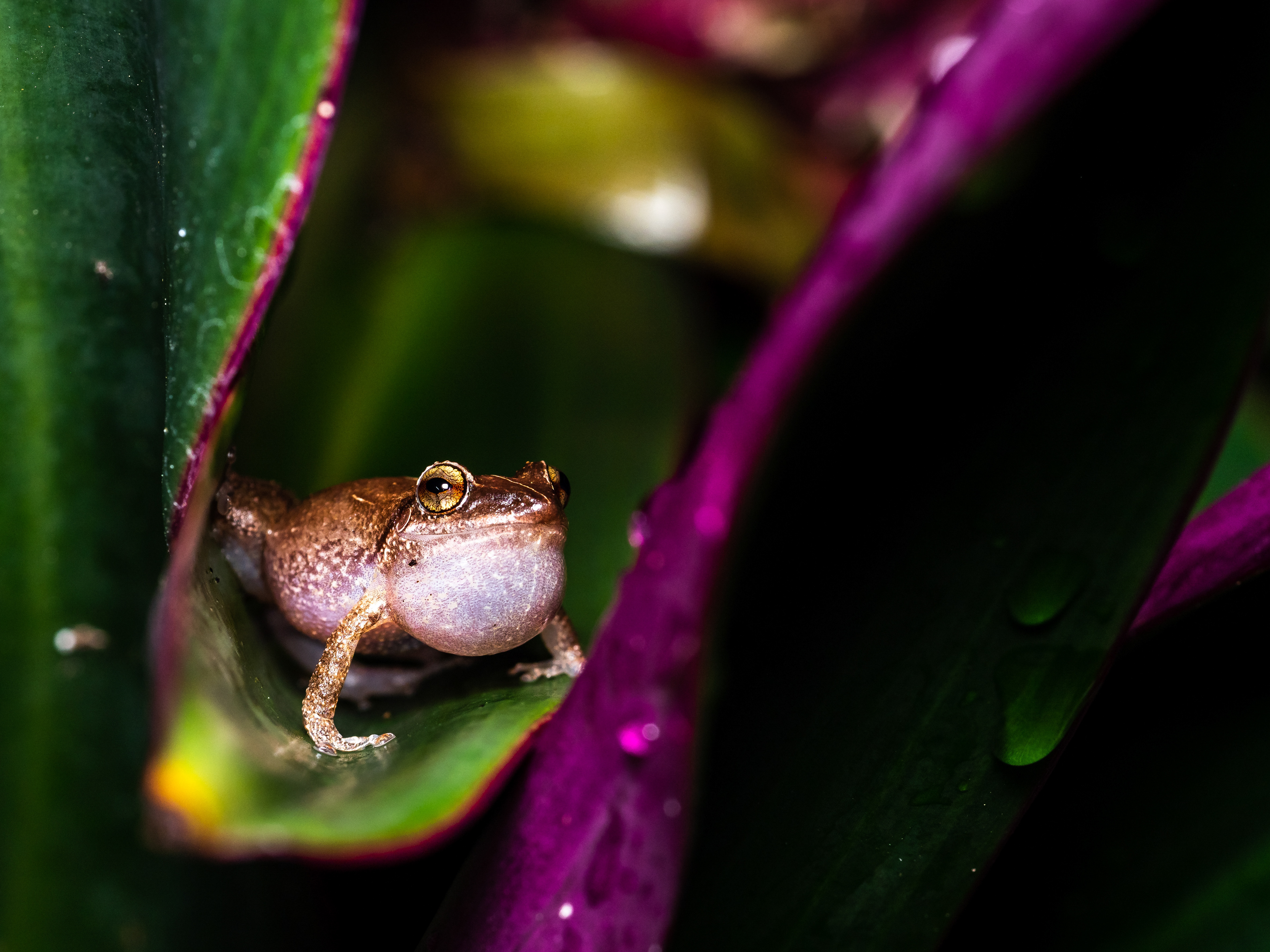 Coqui. Captain Cook.