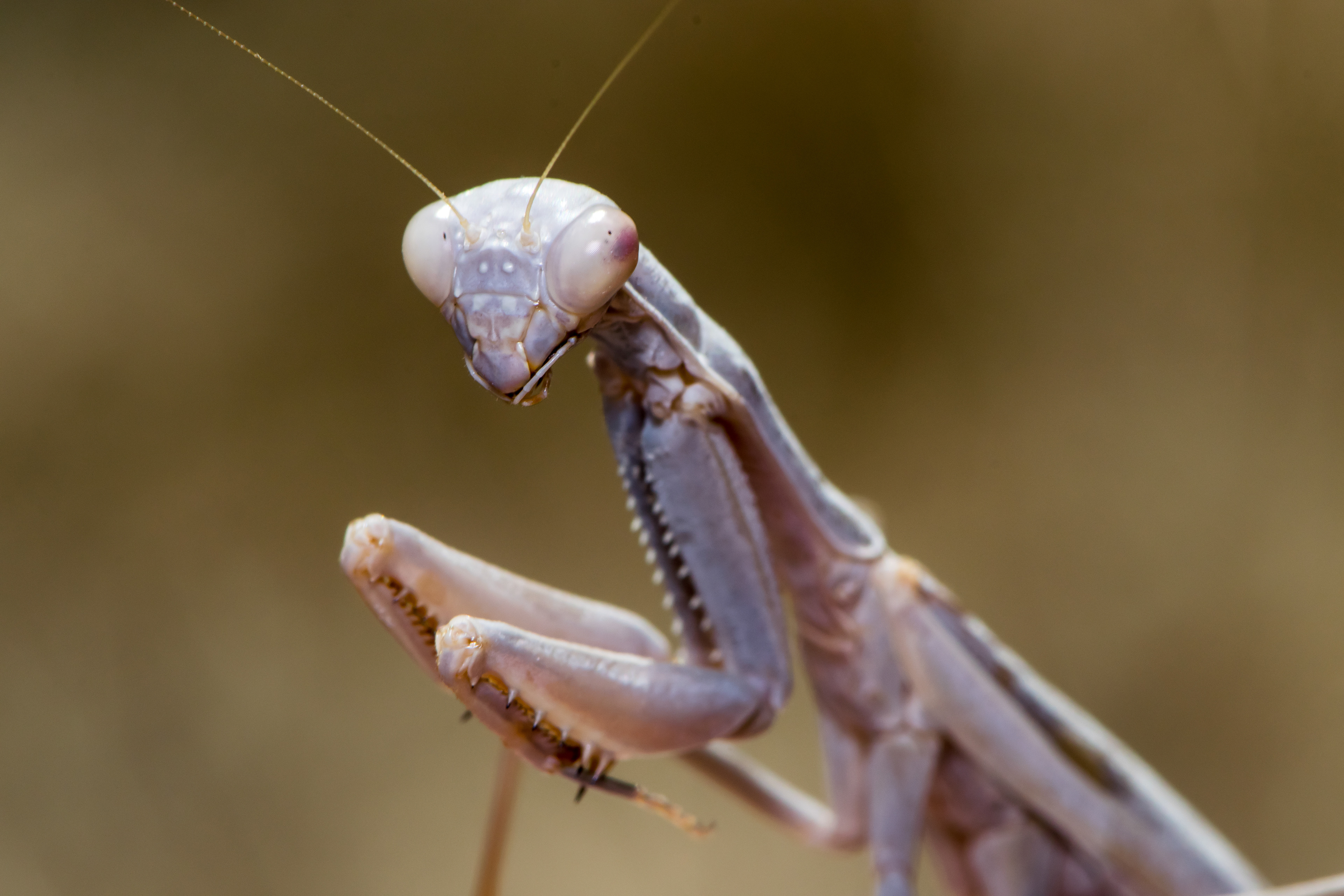 California Mantis. CA.