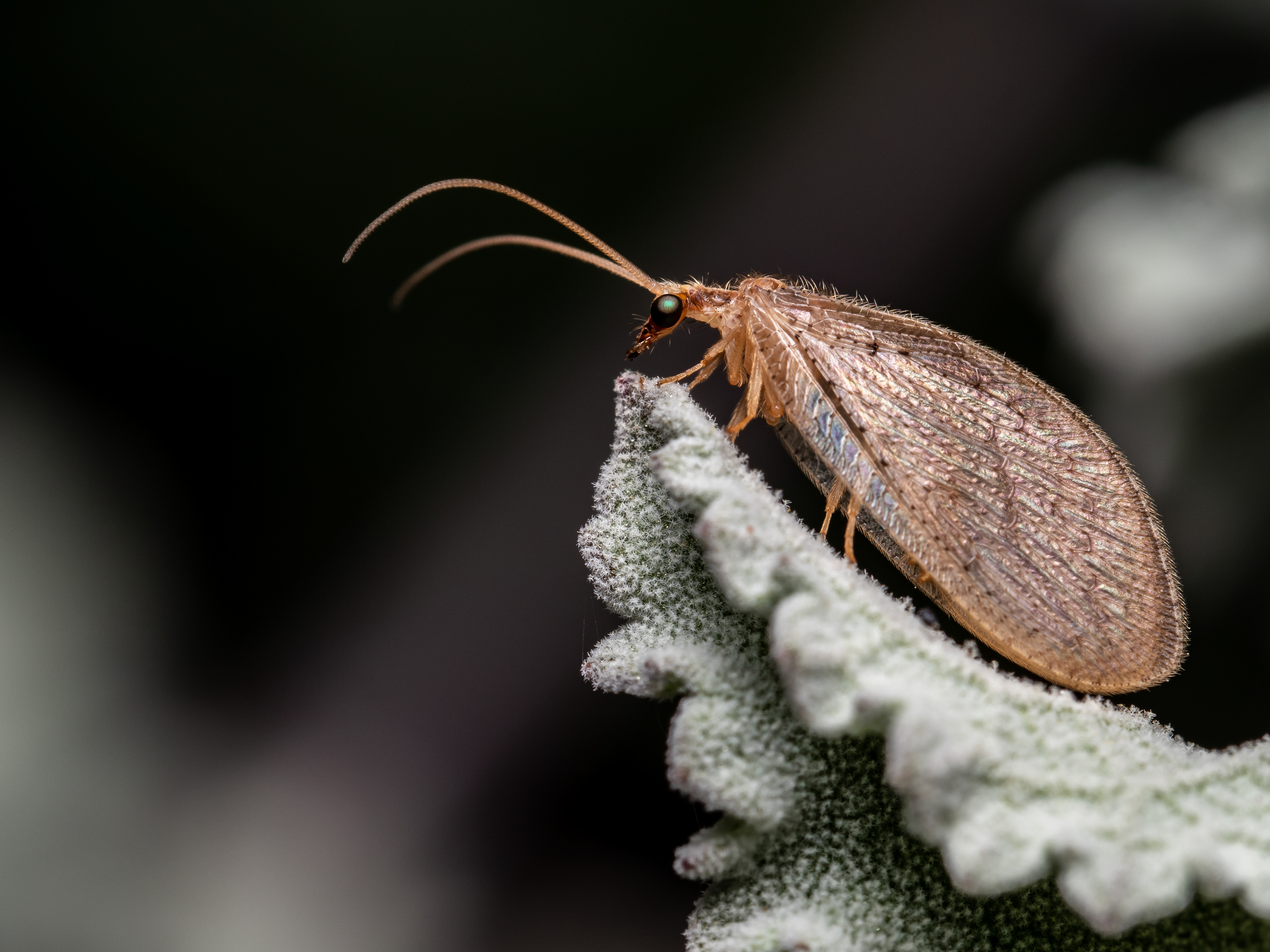 Brown Lacewing. CA.