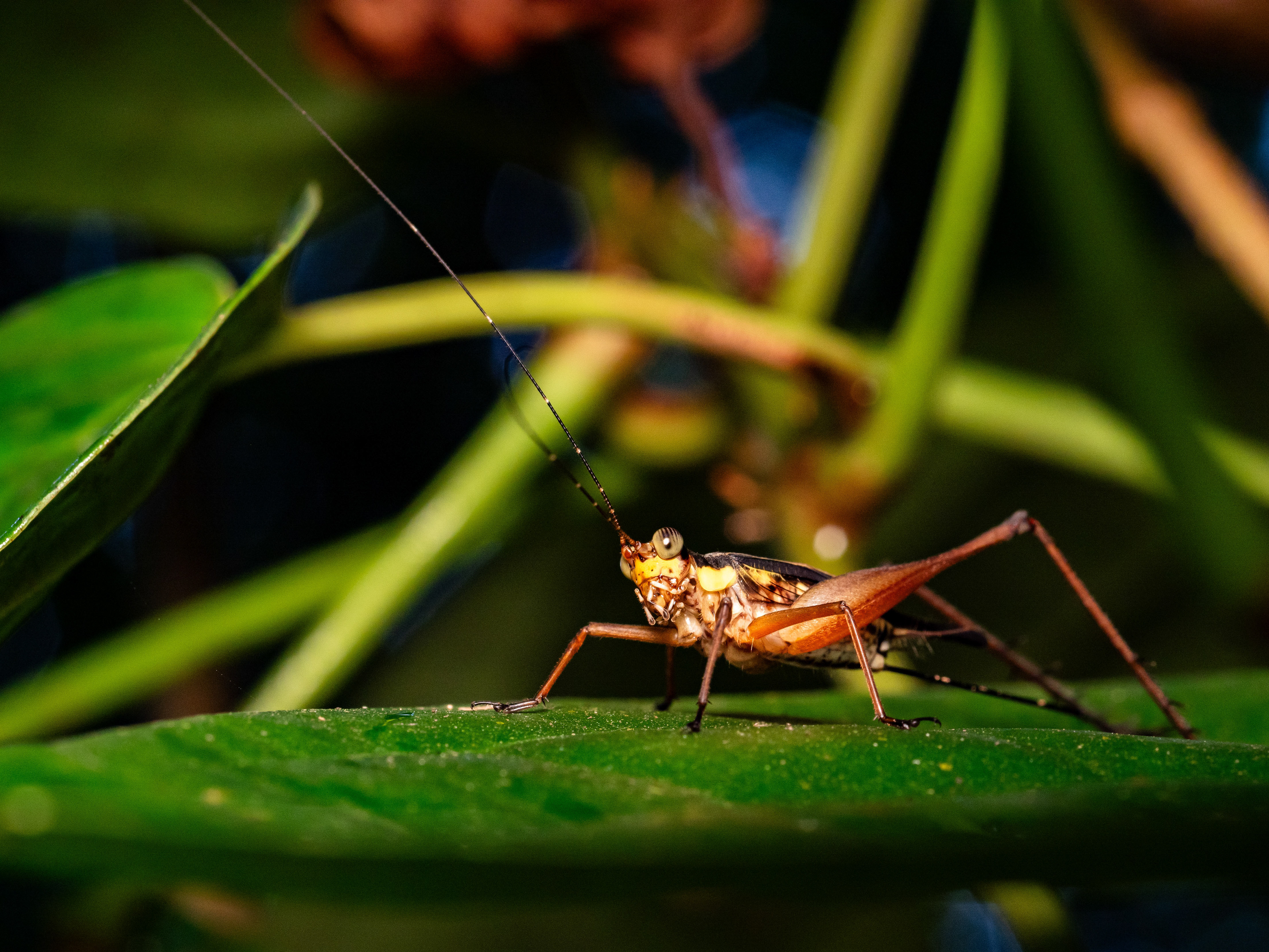 Nisitrus Cricket.