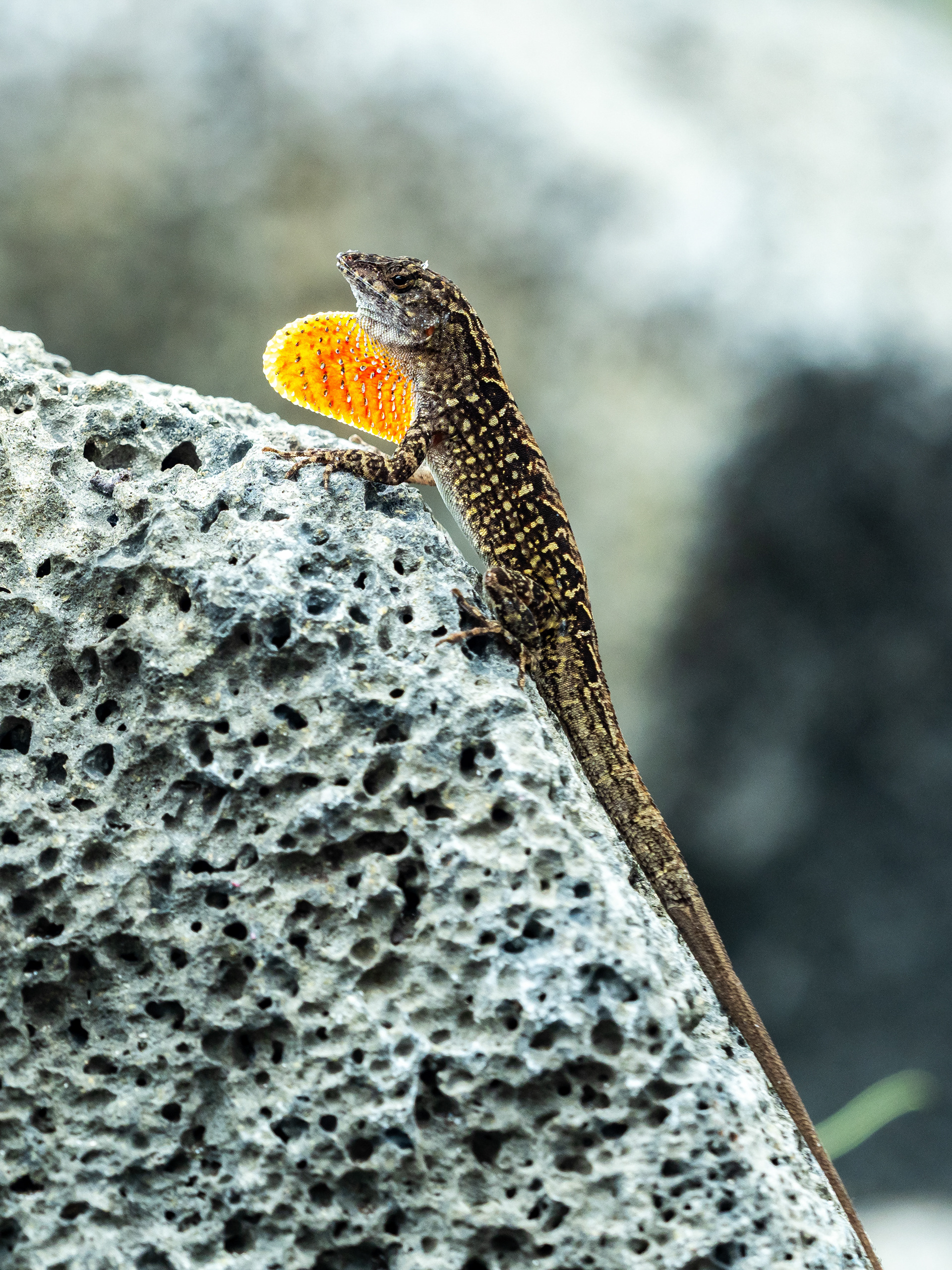 Brown anole. Kona.