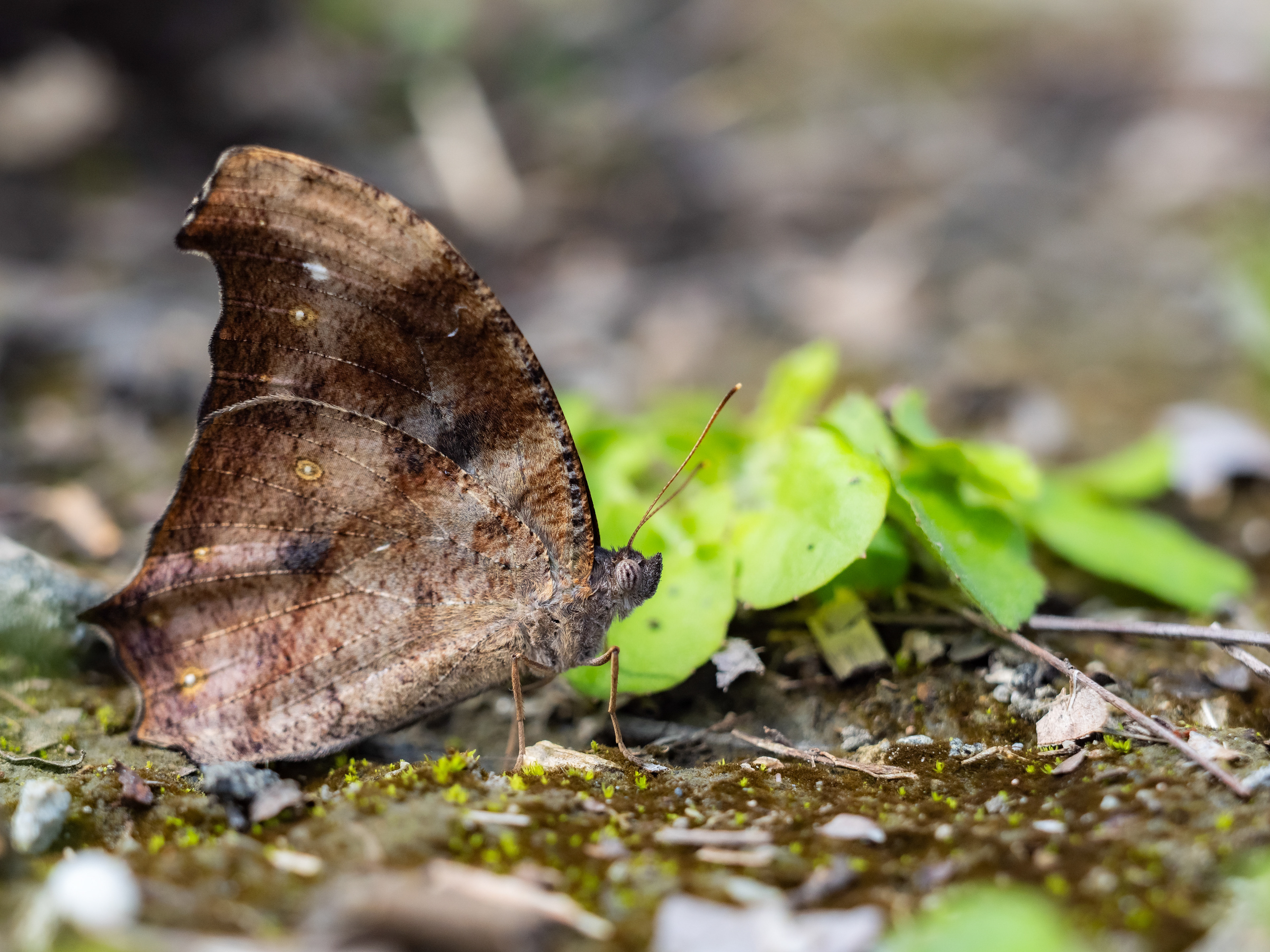 Dark Evening Brown butterfly. Taiwan.