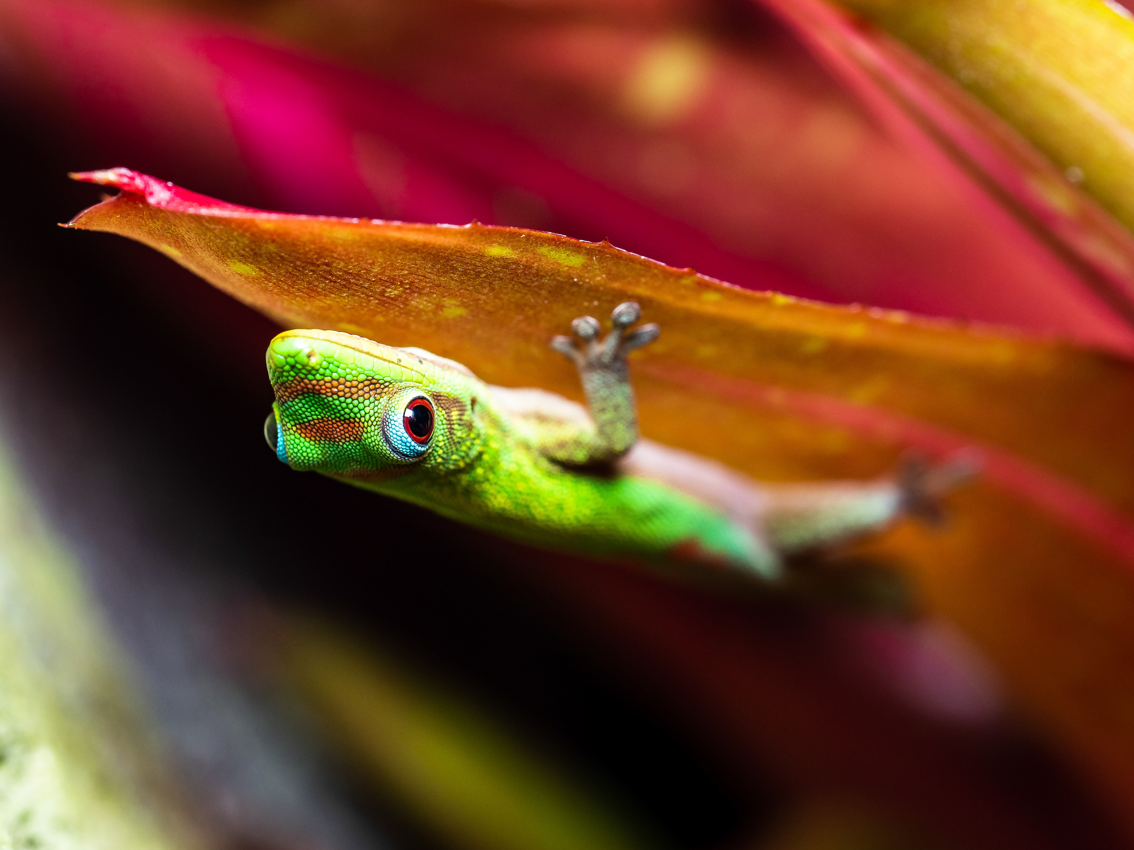 Gold Dust Day Gecko. Captain Cook.