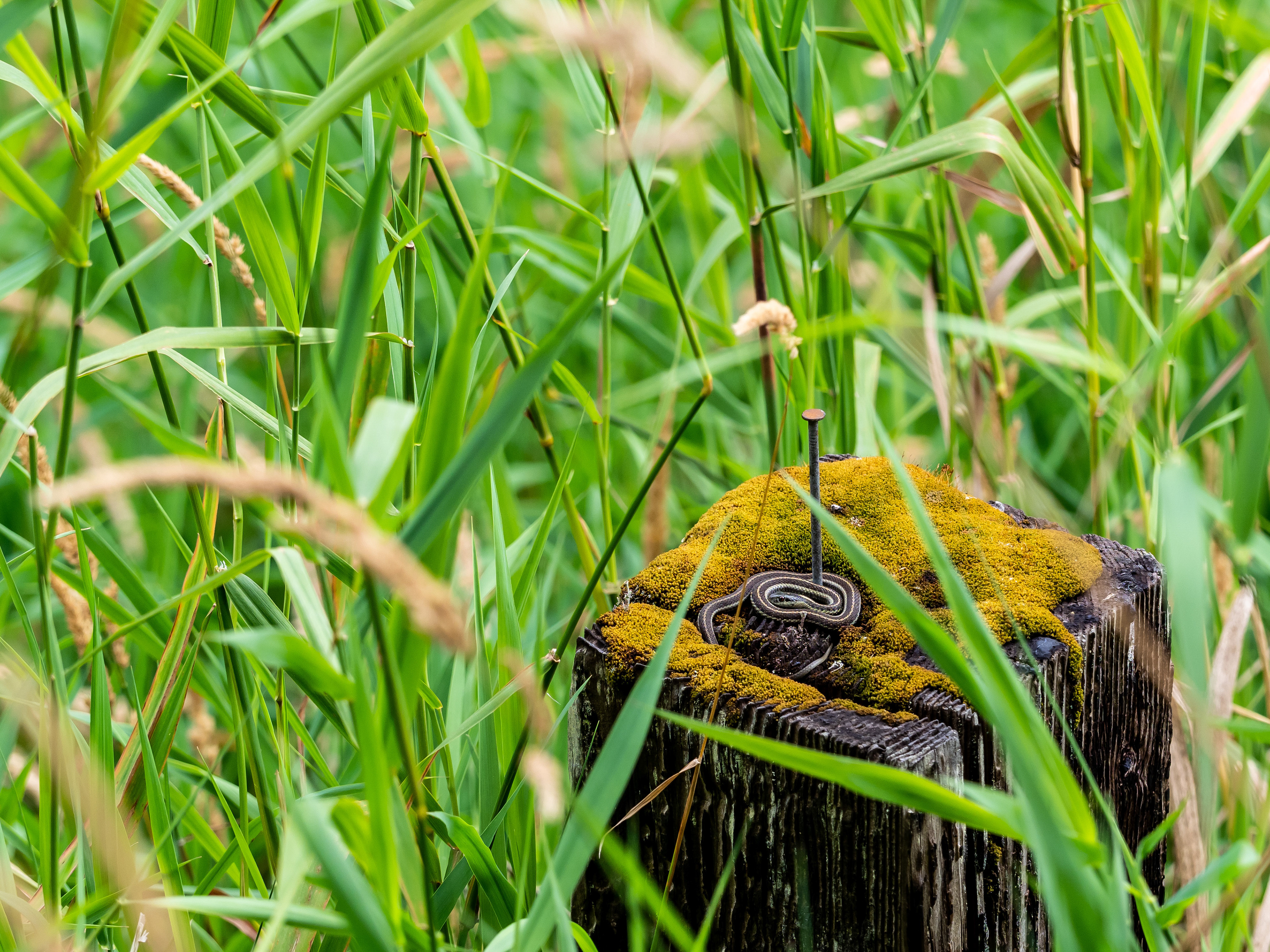 Juvenile Garter Snake. Auburn.
