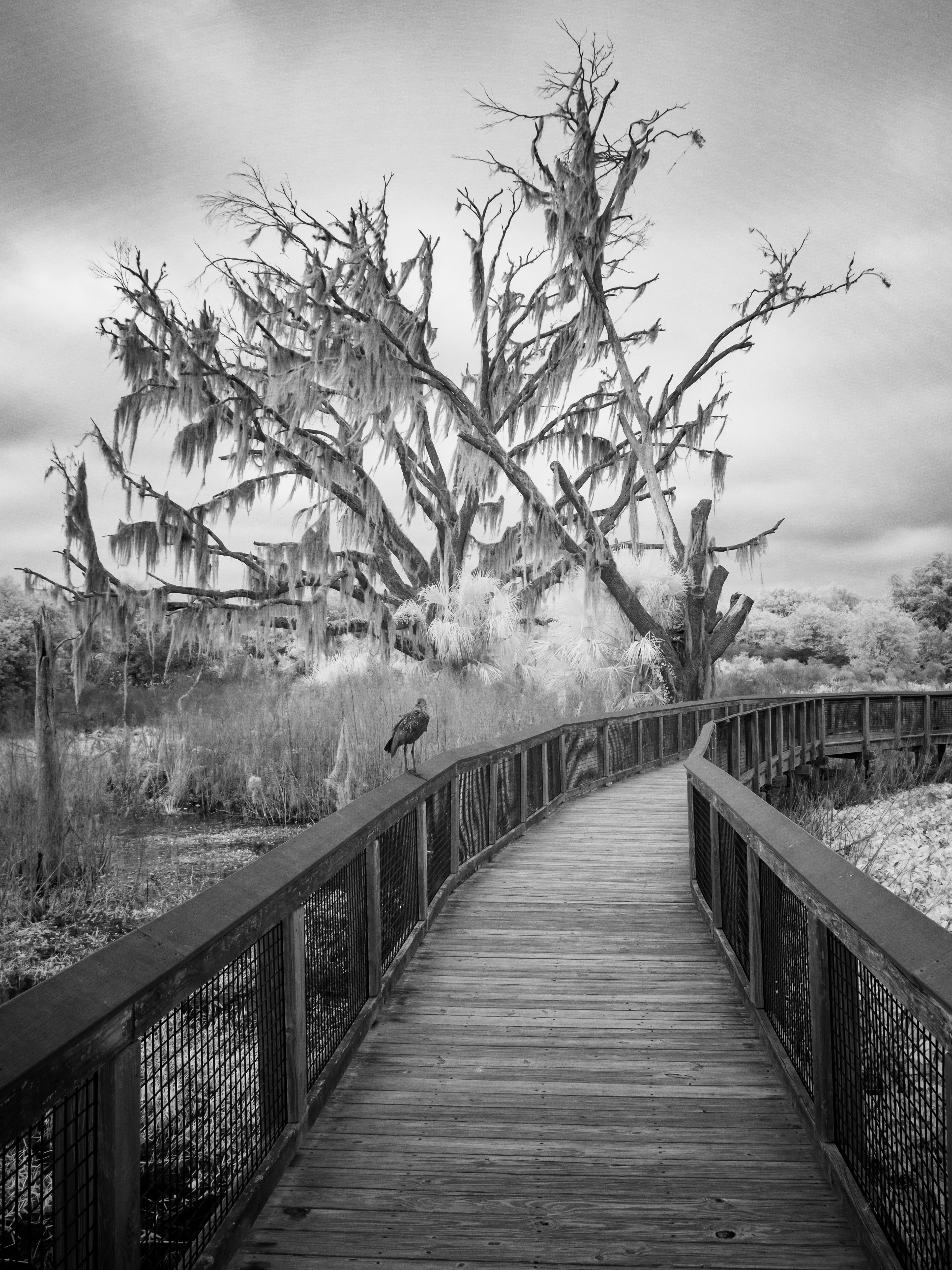 Near Cedar Key, FL. 830nm infrared.