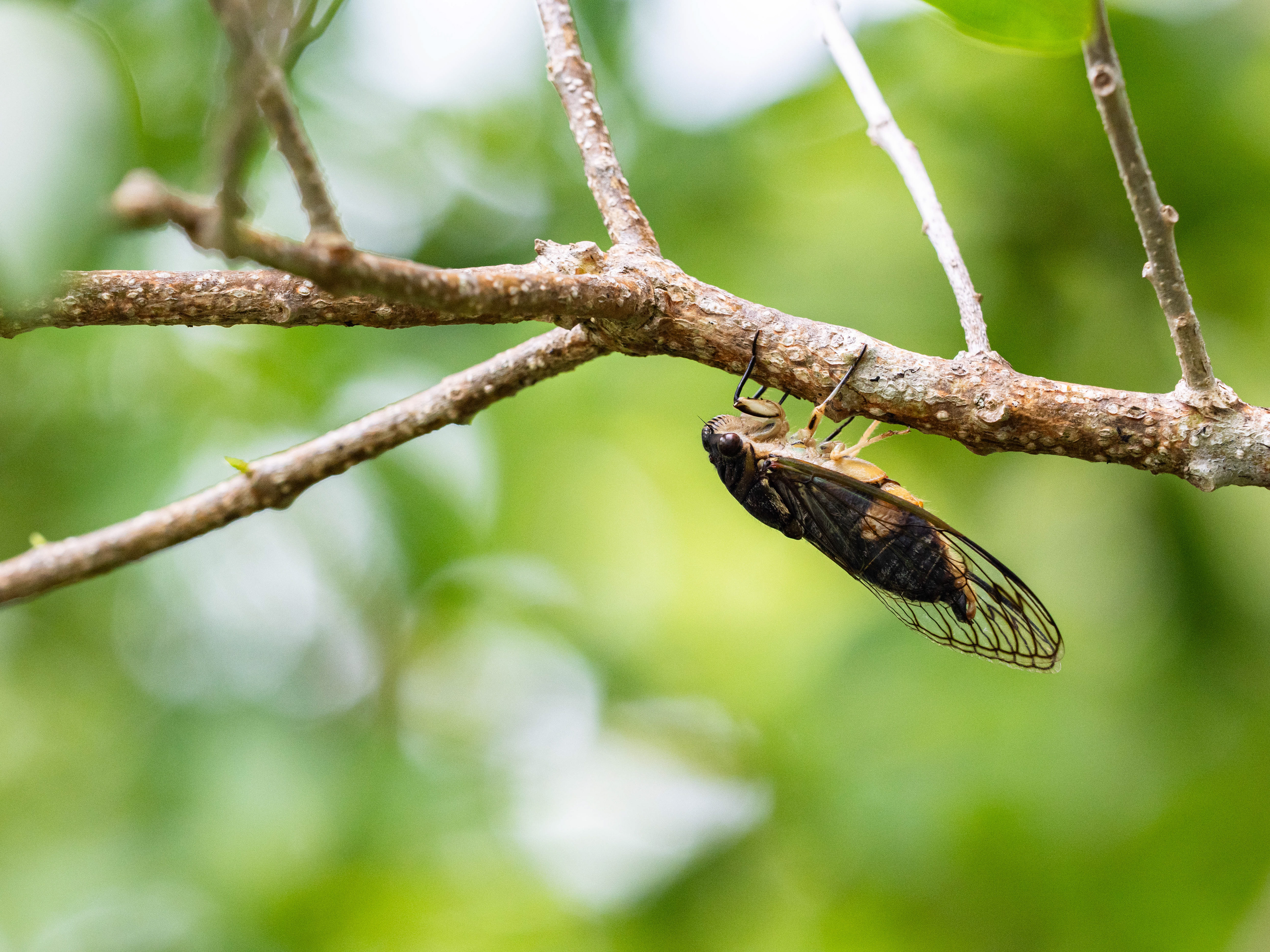 Cicada. Australia.