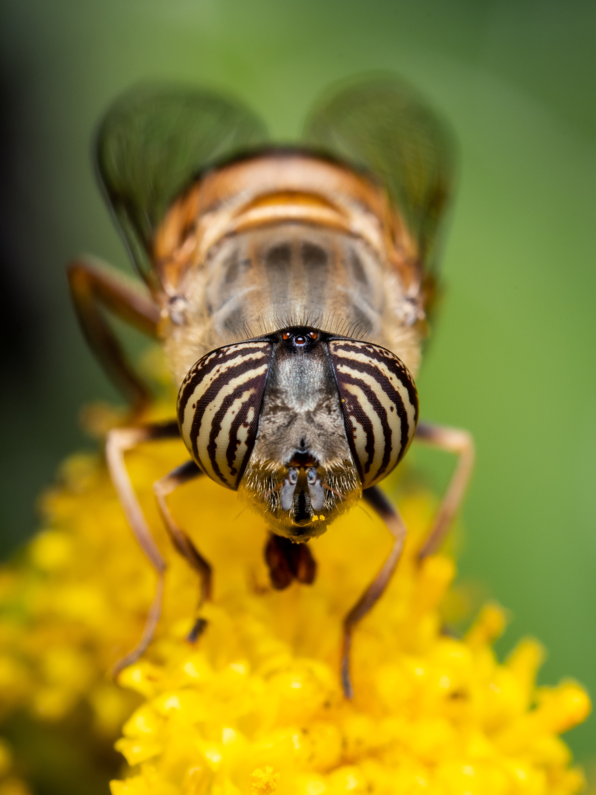 Band Eyed Drone Fly. CA.