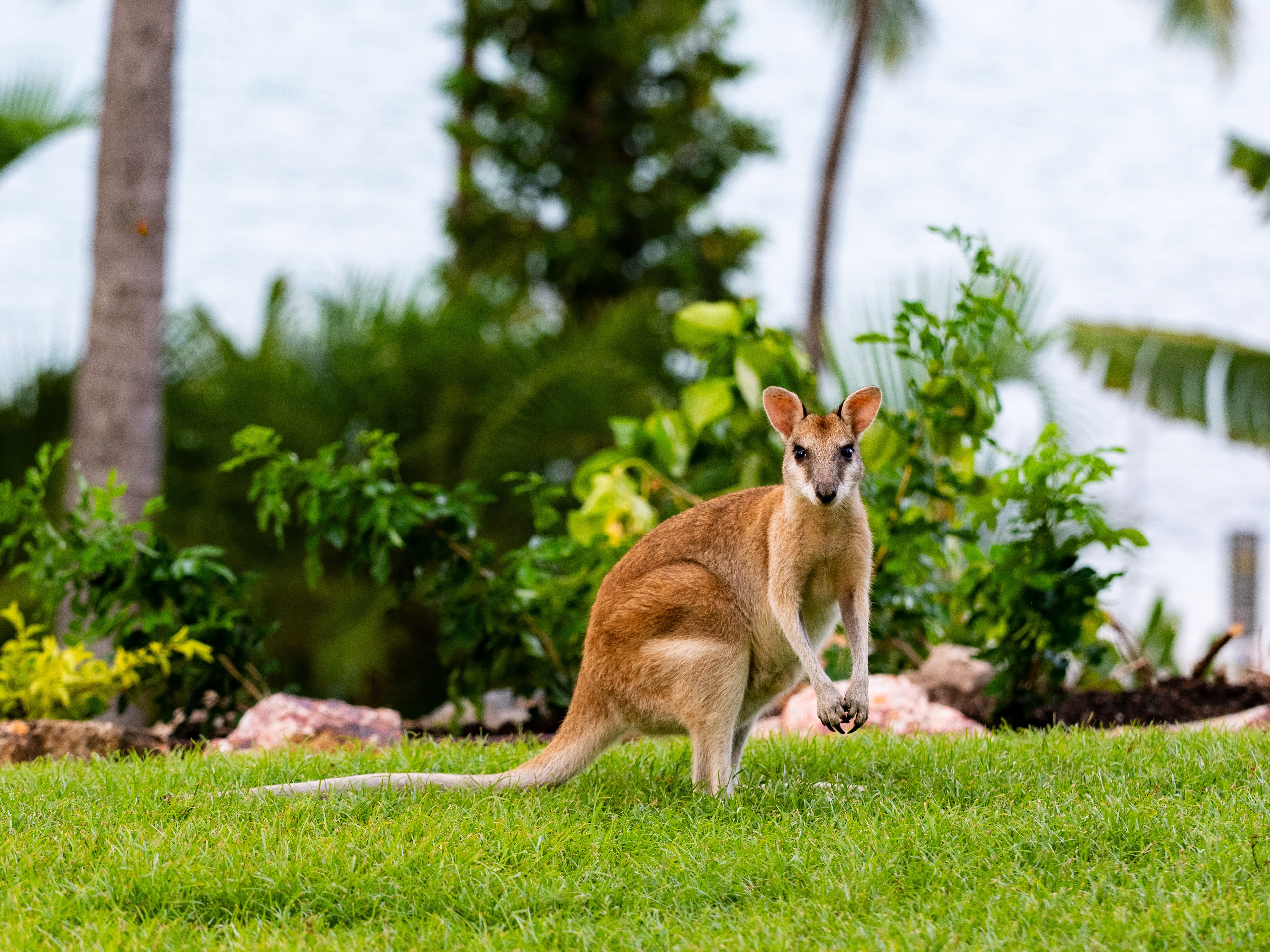 Agile Wallaby. Hamilton Island.