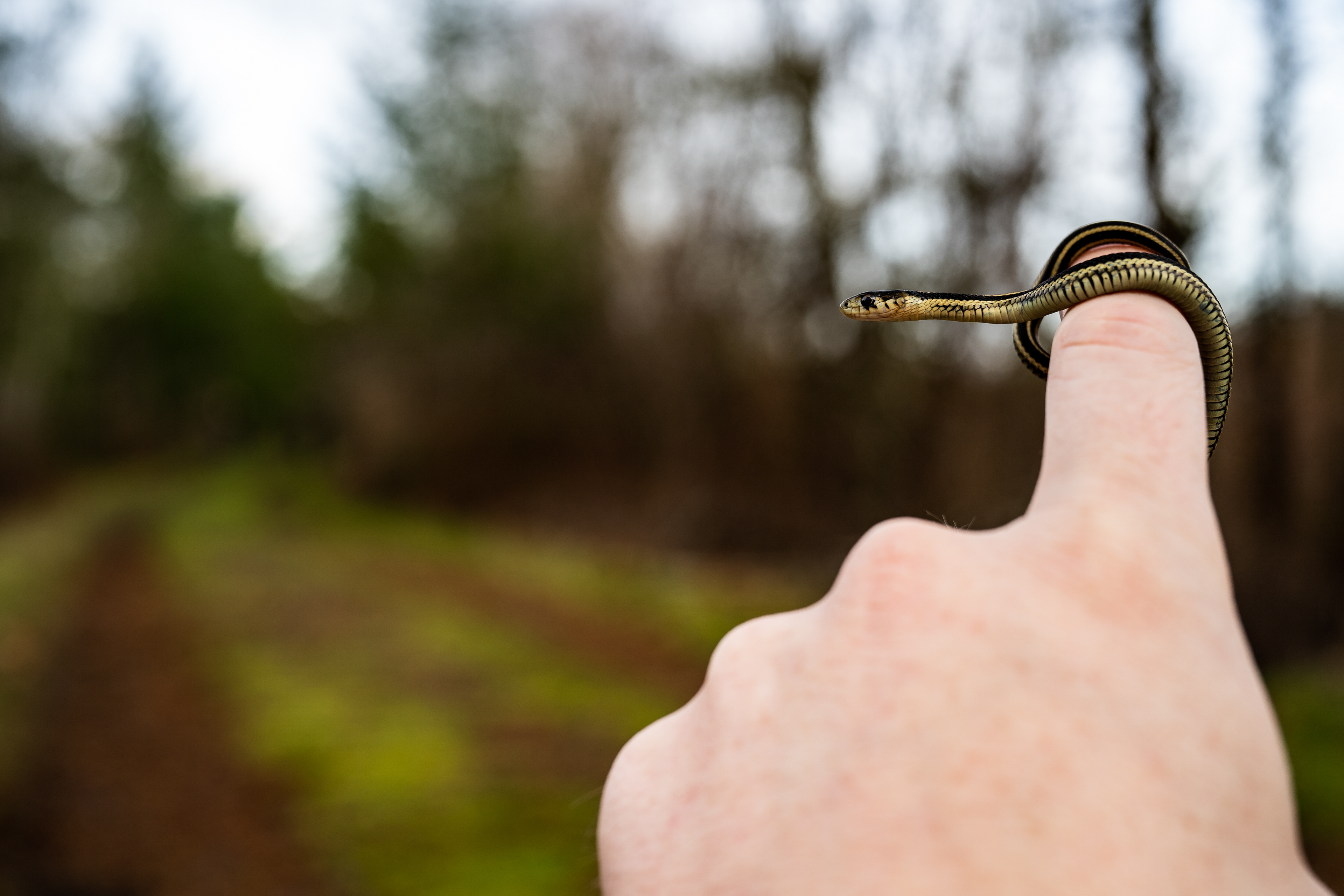 Juvenile Garter Snake. Olympia.