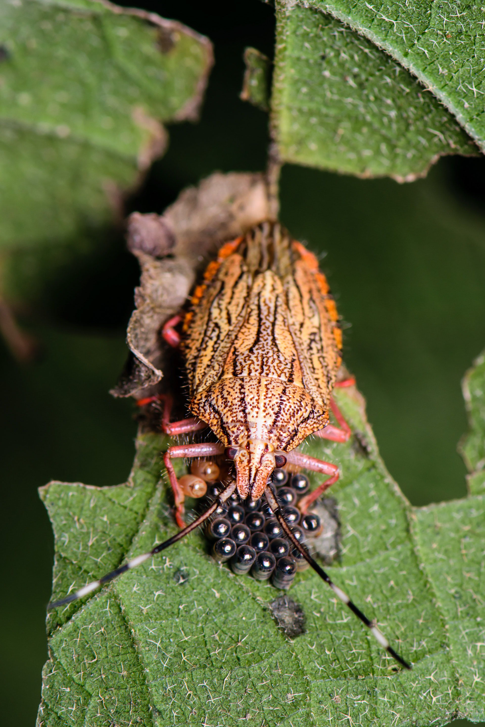 Shield Bug with eggs. Parque Nacional Barra Honda