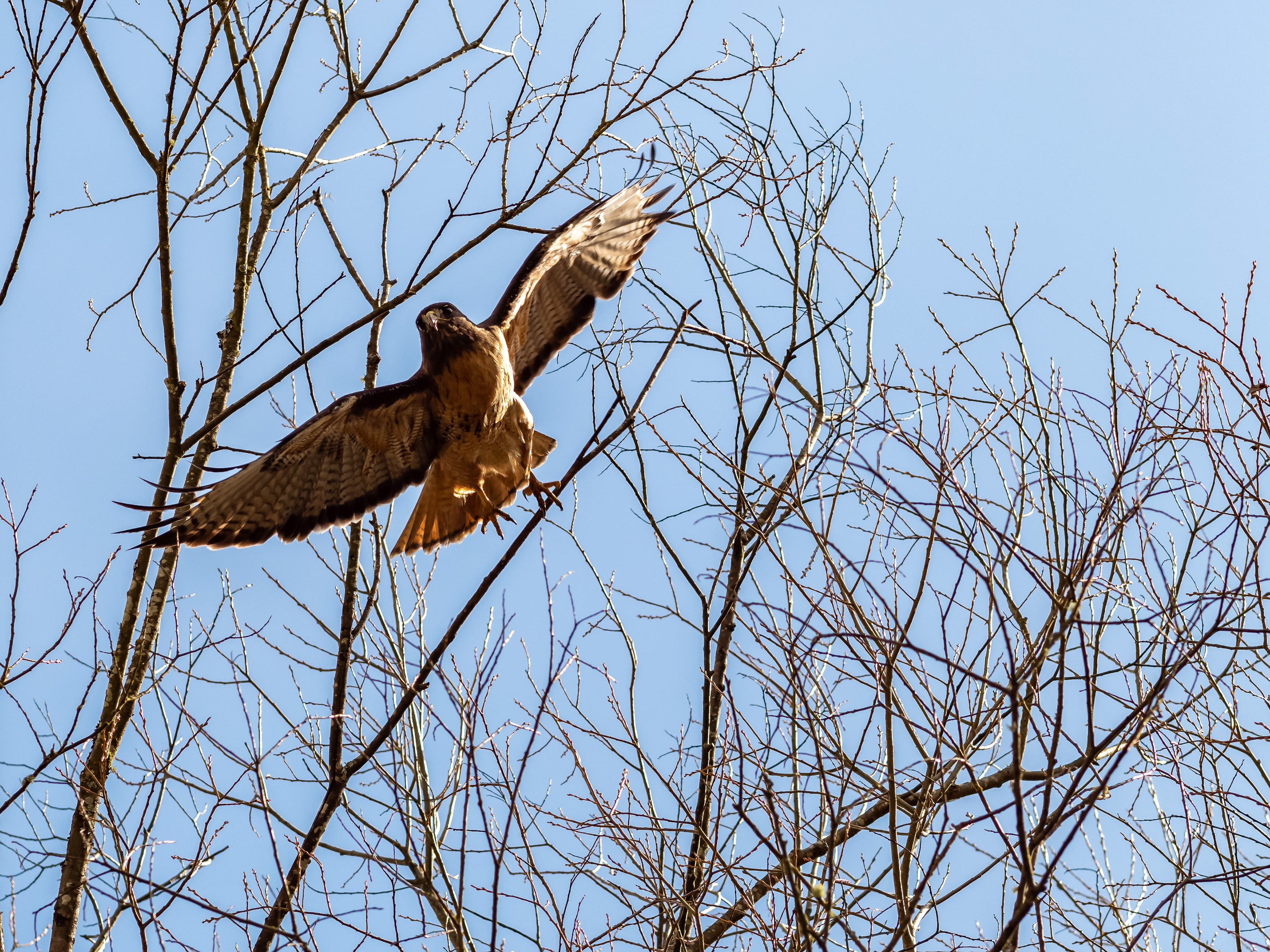 Red-tailed Hawk. Bonney Lake.