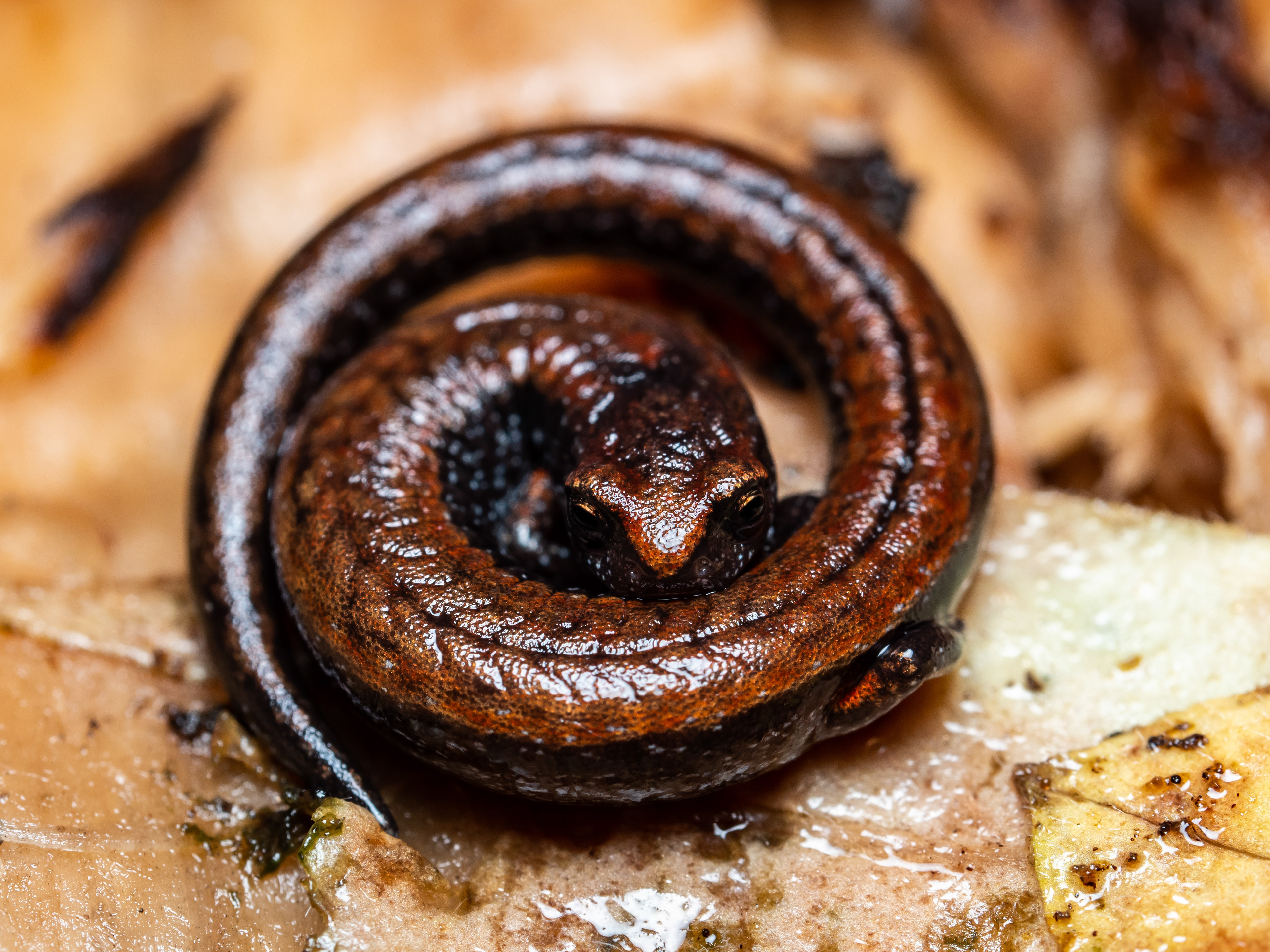 California Slender Salamander. Point Reyes.
