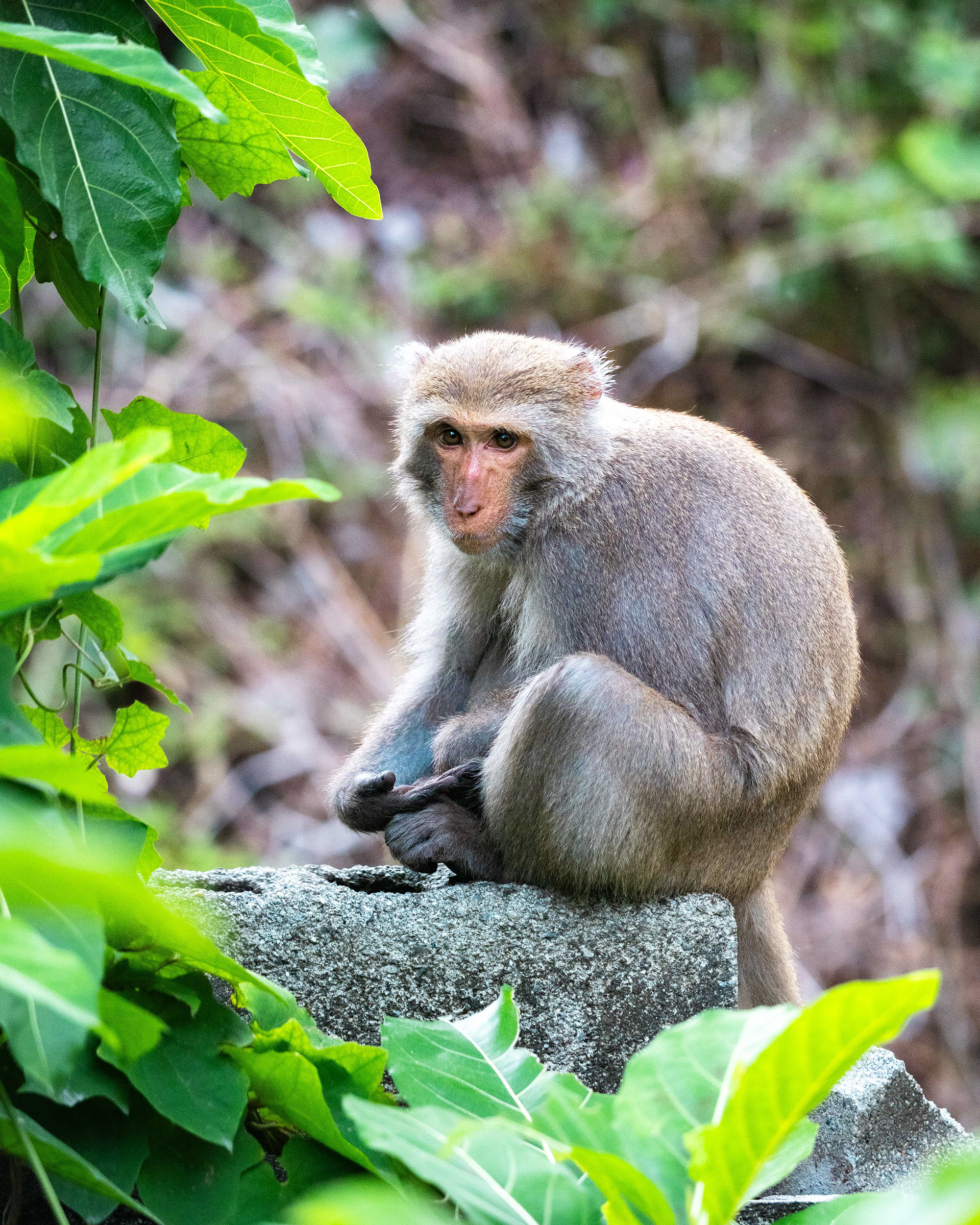 Formosan Rock Macaque. Kaohsiung.