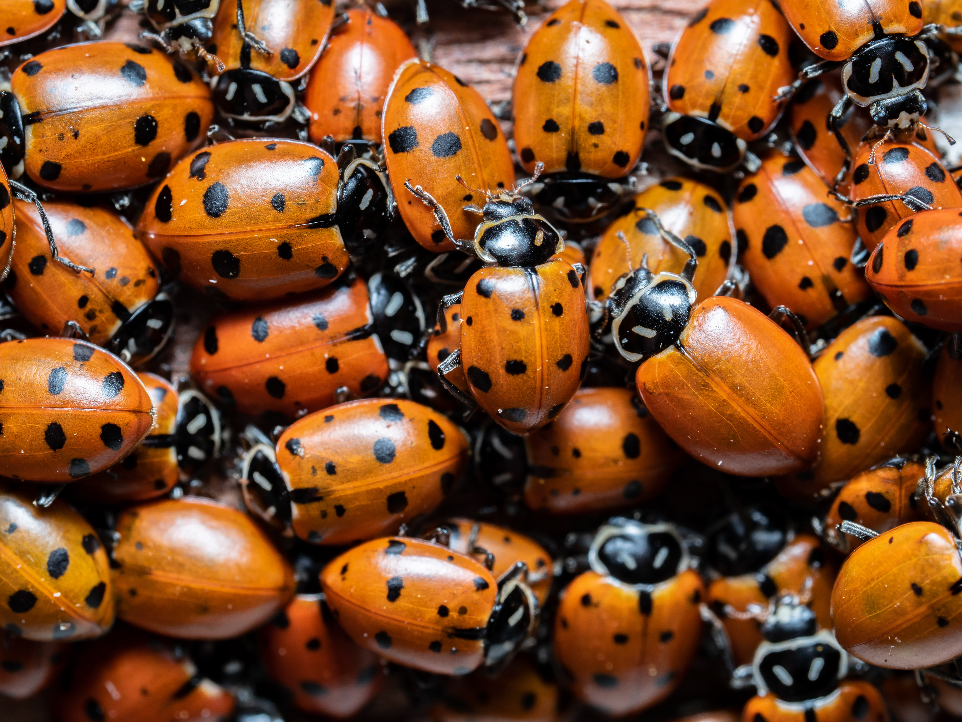 Ladybird swarm. CA.