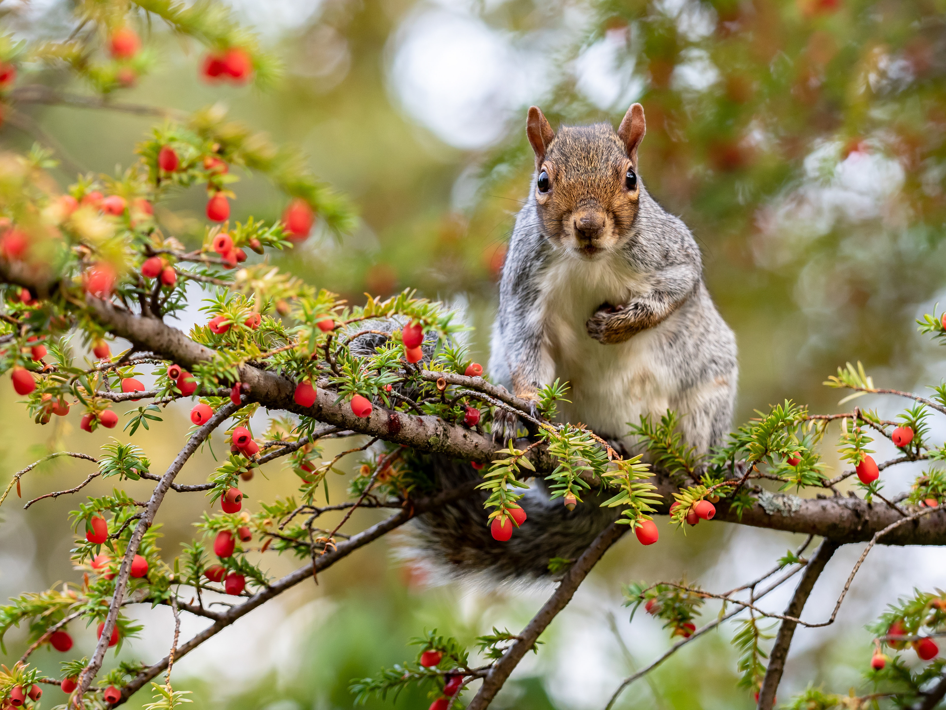 Gray Squirrel. Exeter, UK. 