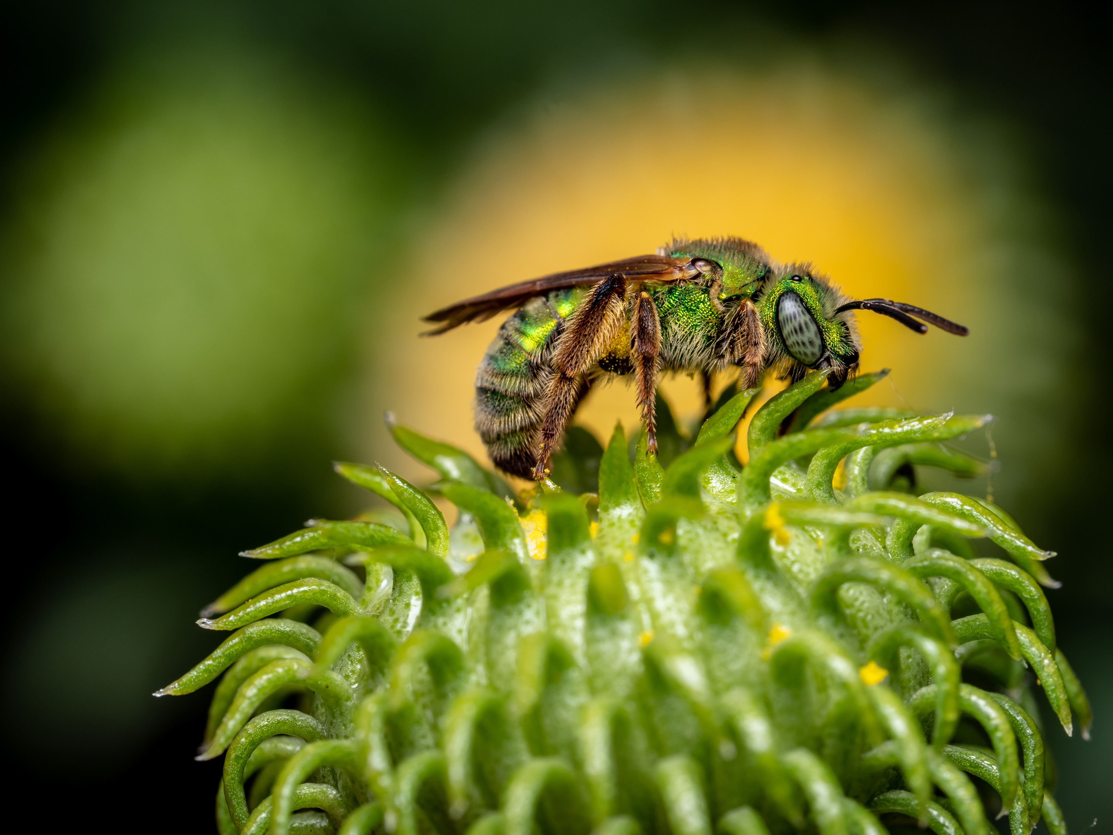 Striped Sweat Bee. CA.