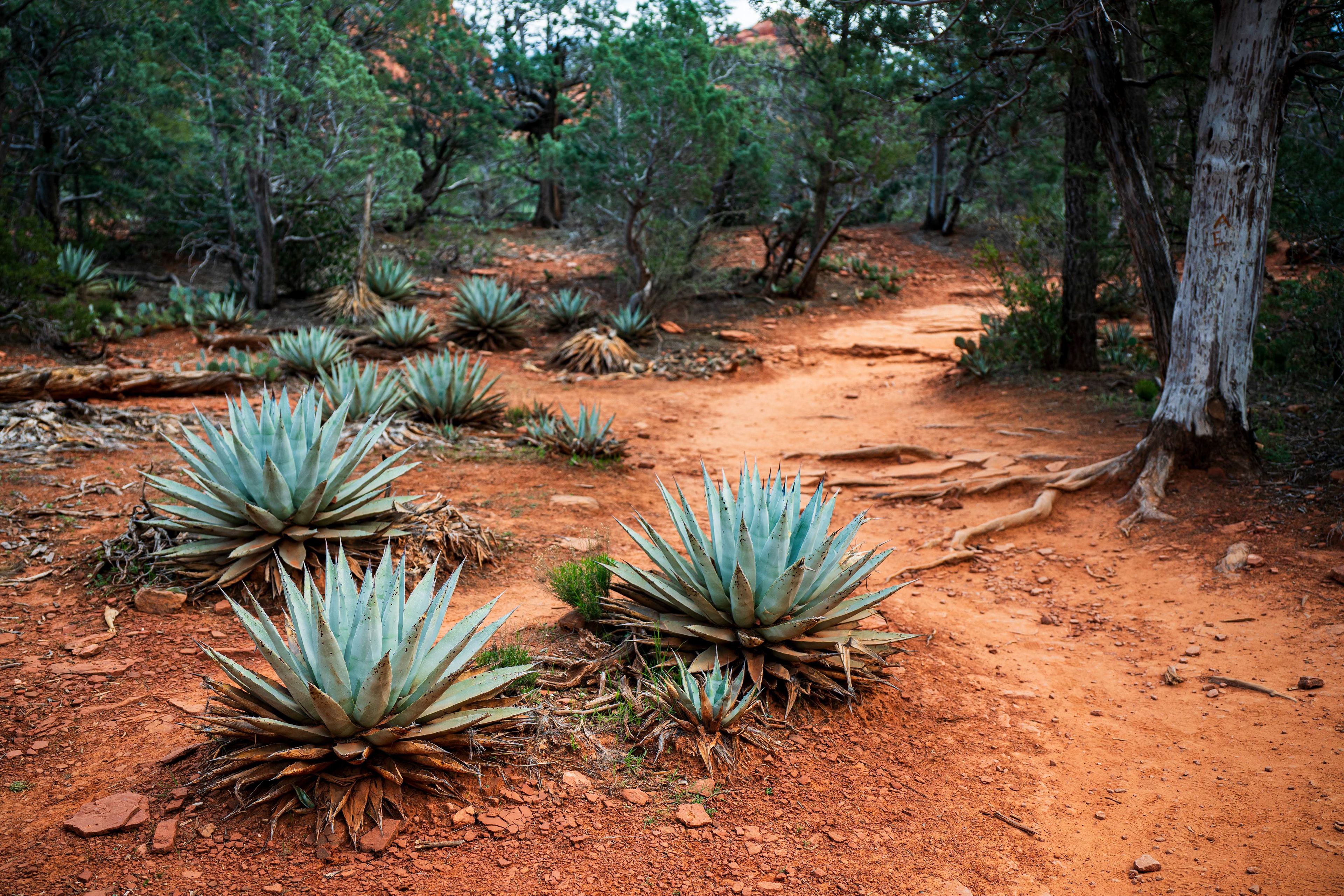 Sedona, AZ.