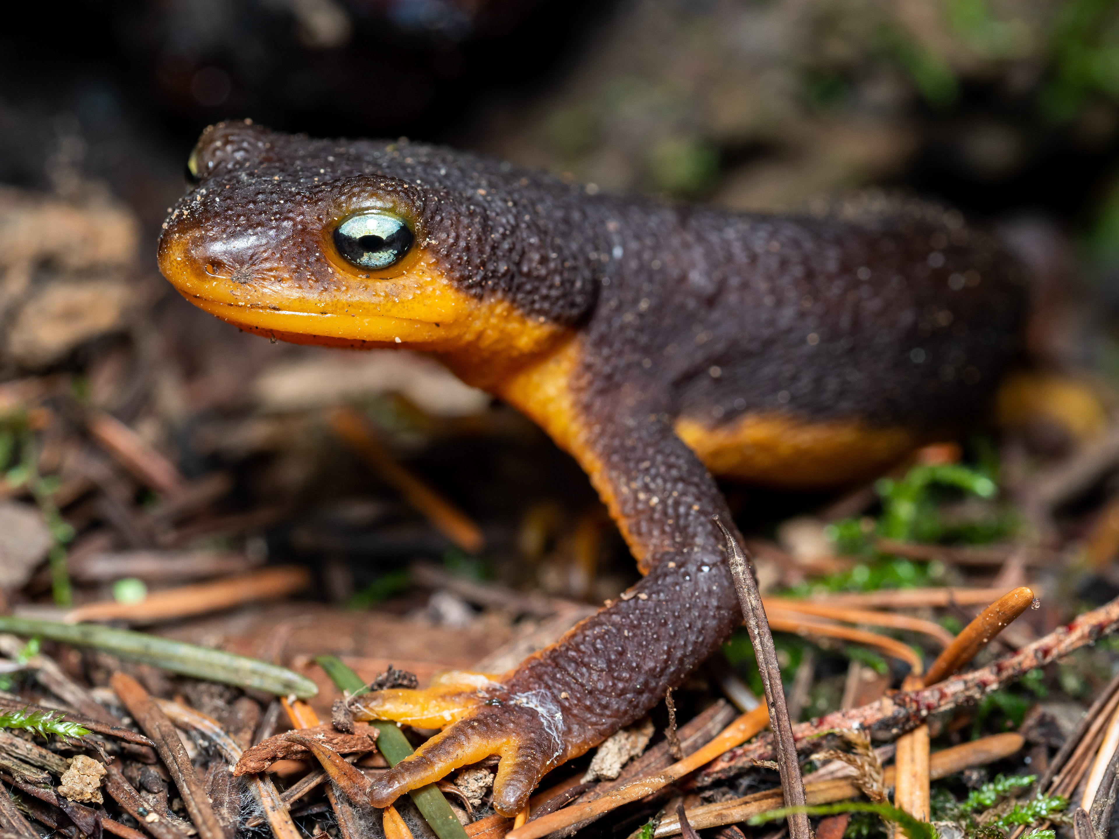 California Newt. Angeles National Forest.