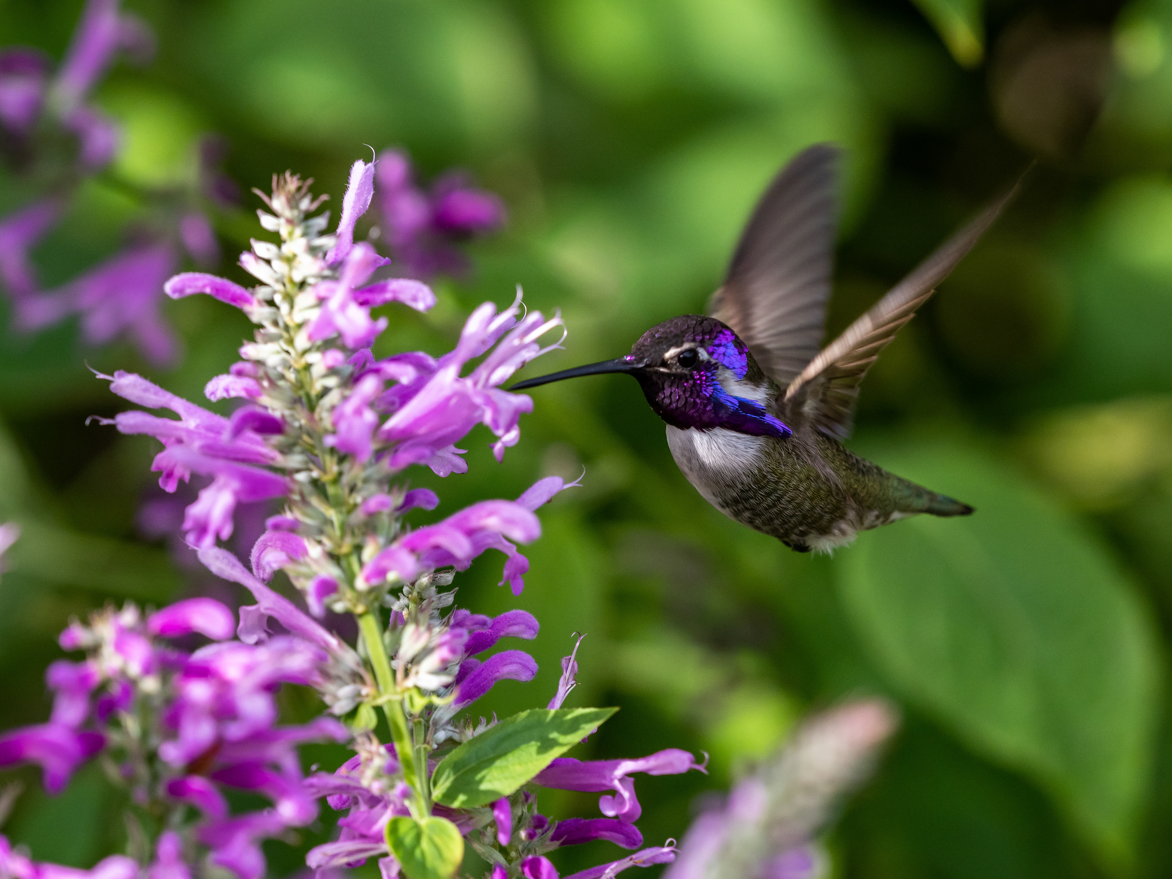Costa's Hummingbird. Riverside.
