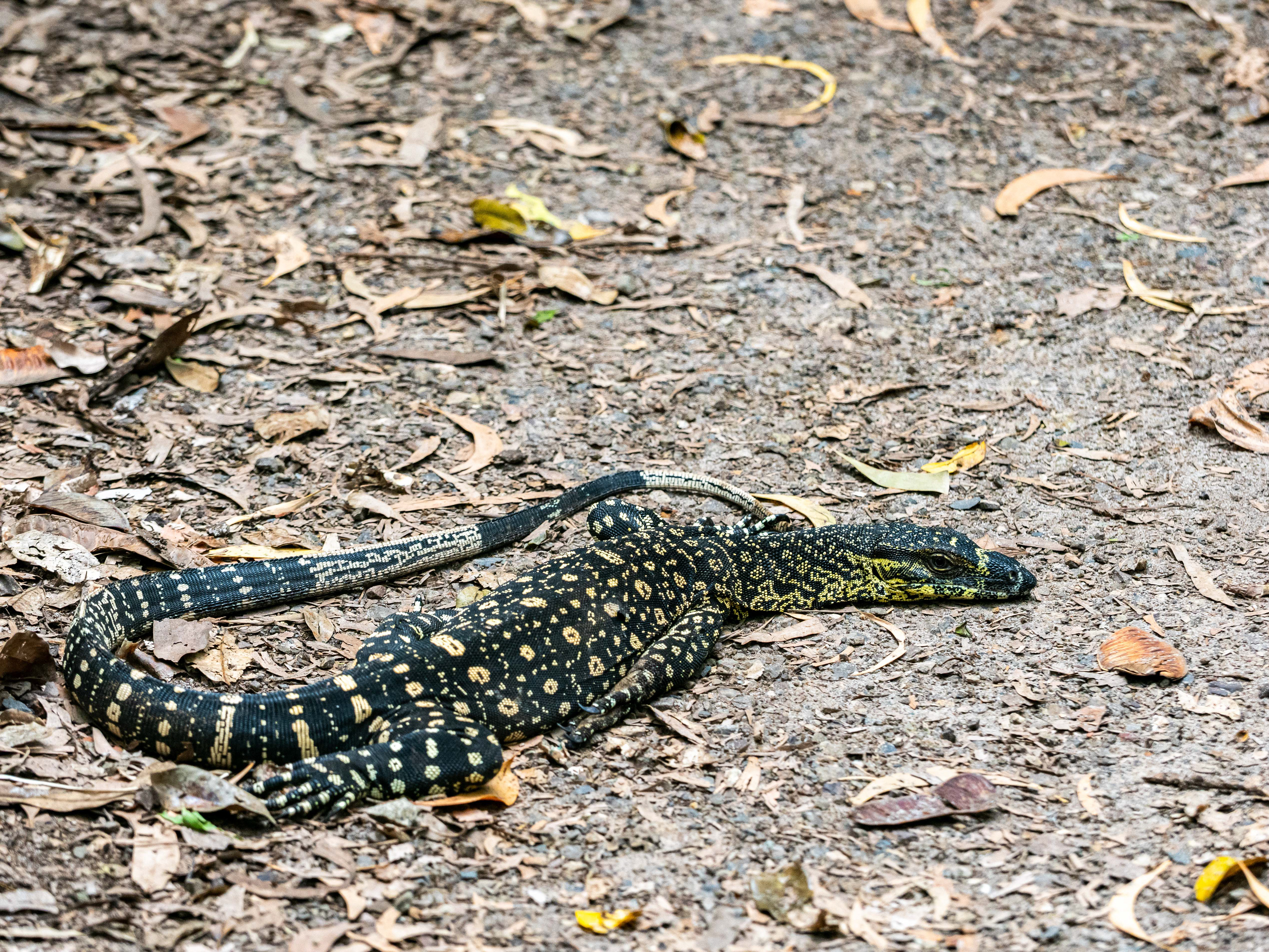 Lace Monitor. Hamilton Island.