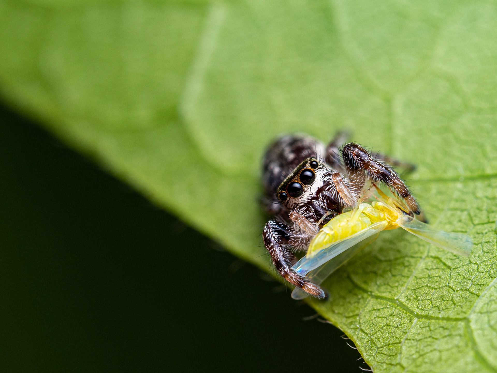 Jumping Spider with leafhopper. WA. 
