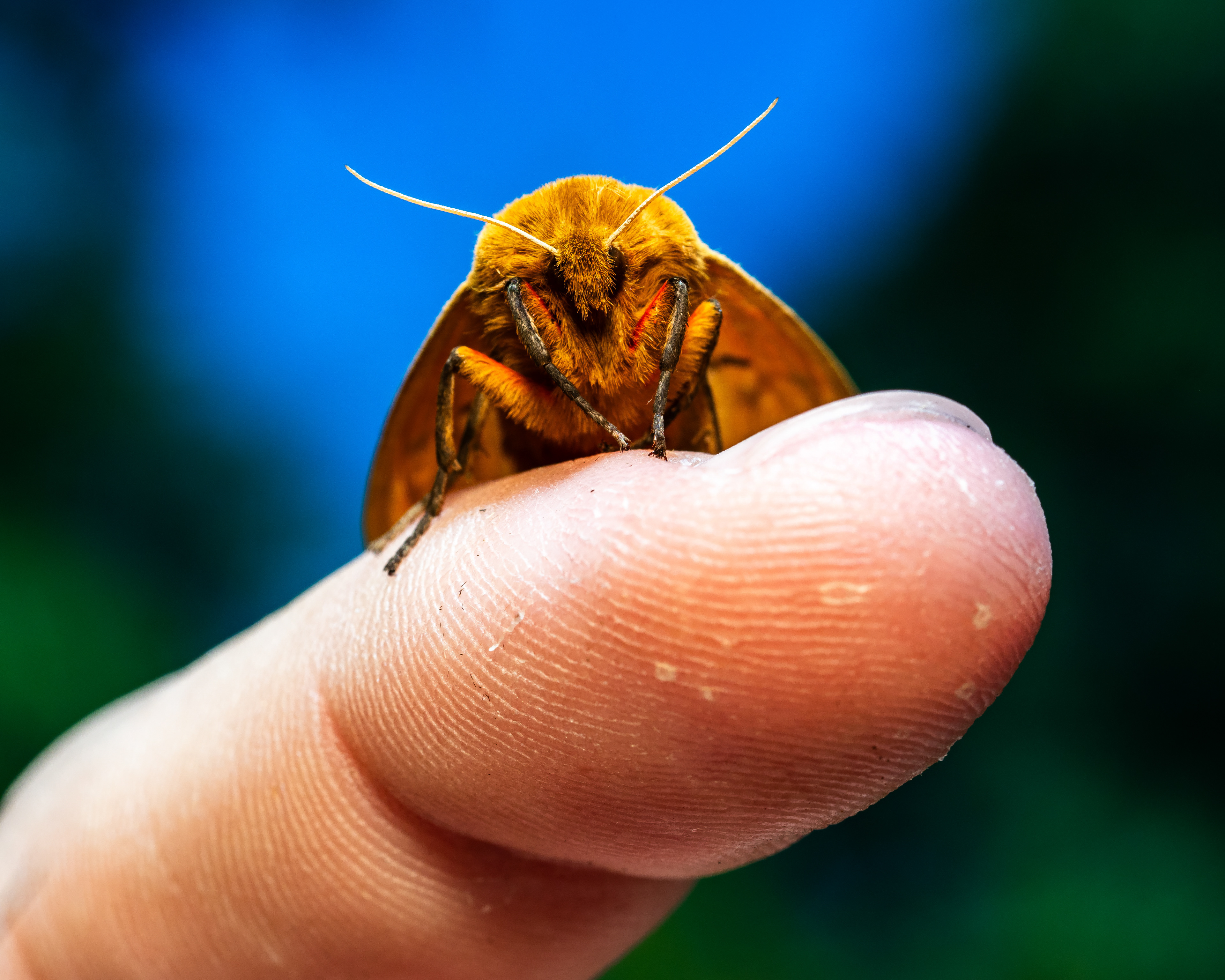 Isabella Tiger Moth. WA.