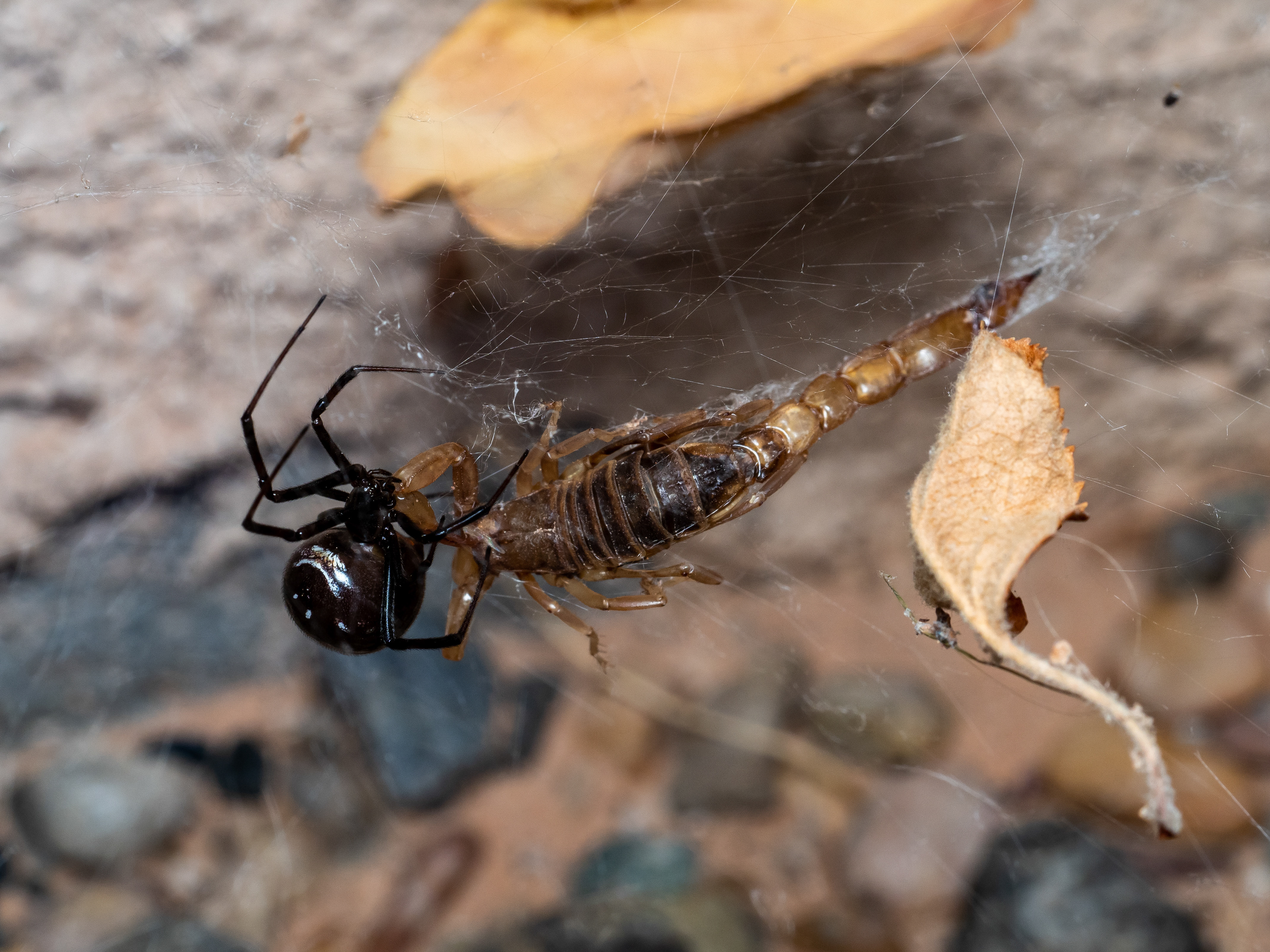 Southern Black Widow consuming Hairy Scorpion. AZ.
