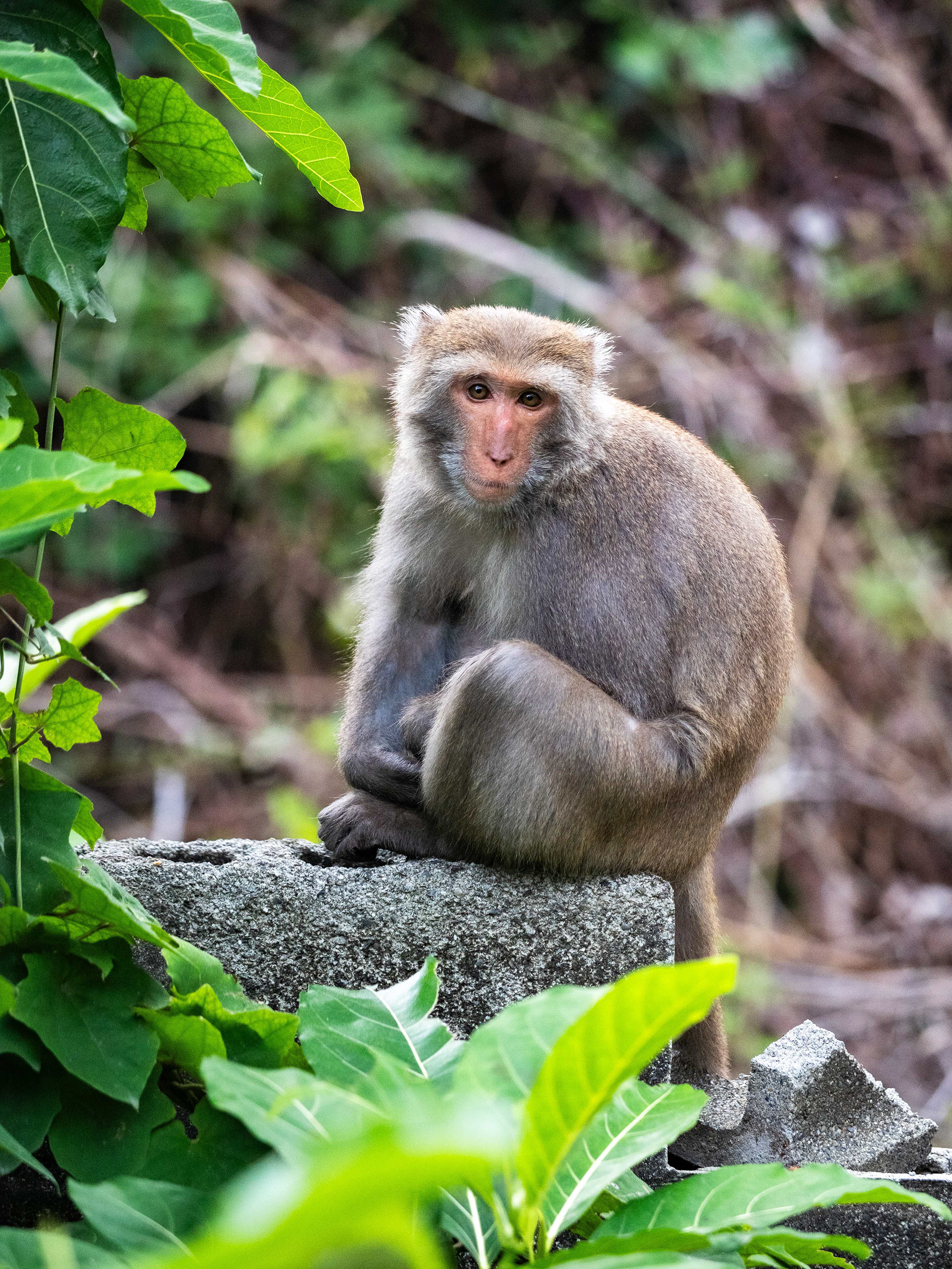 Formosan Rock Macaque. Kaohsiung, Taiwan.