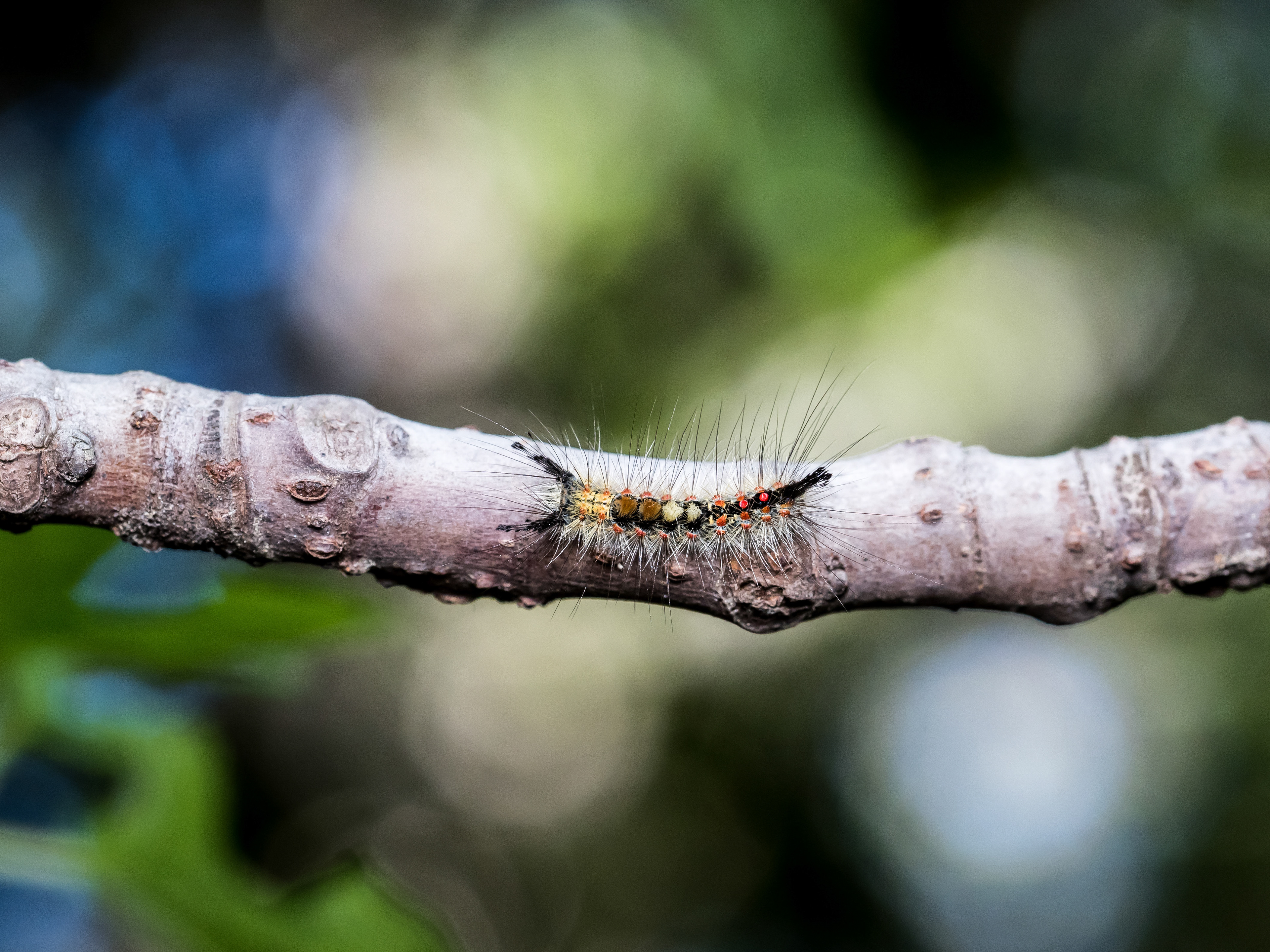 Tussock Moth caterpillar. CA.