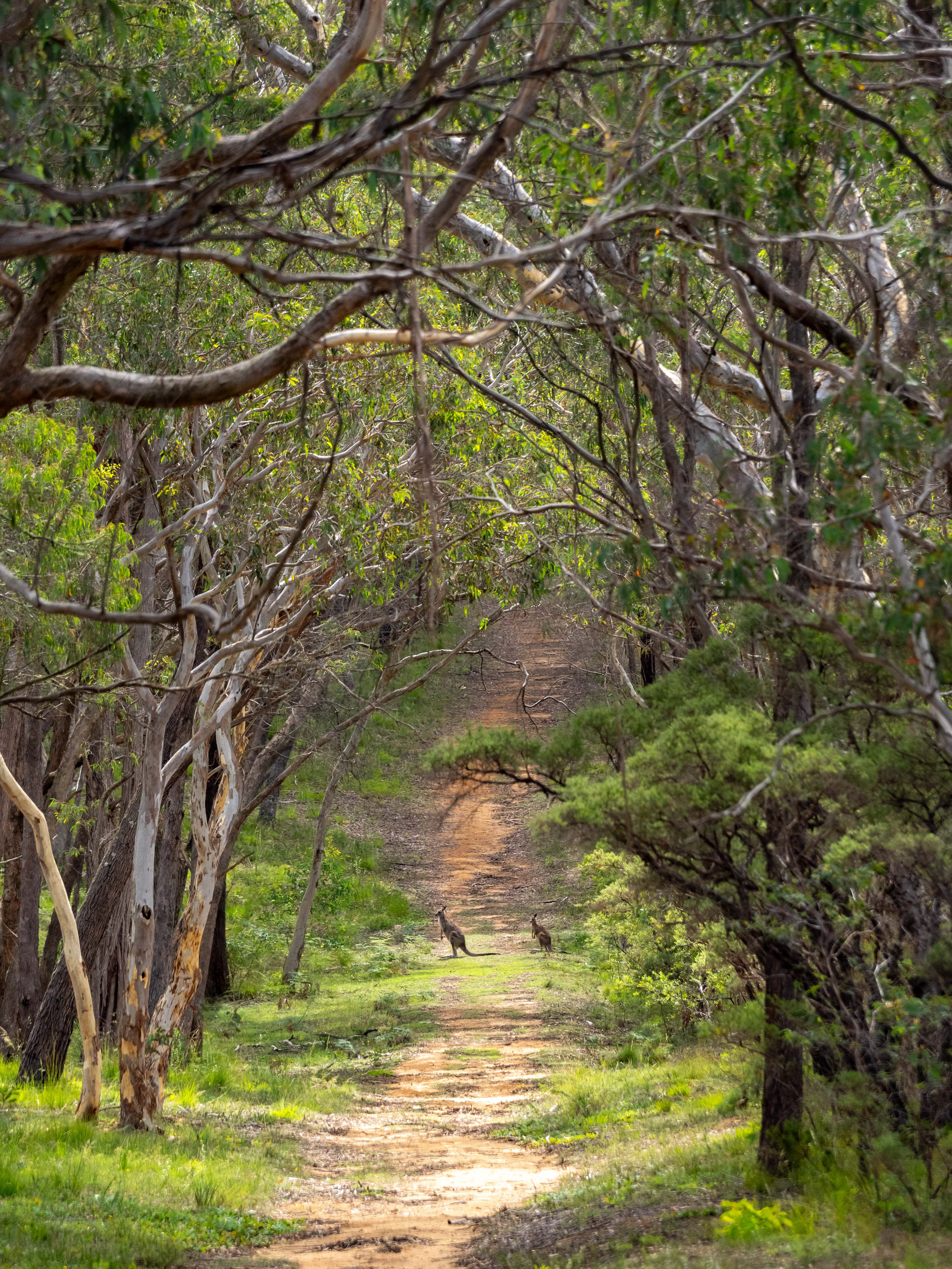 Wallabies. Blue Mountains National Park, Australia.