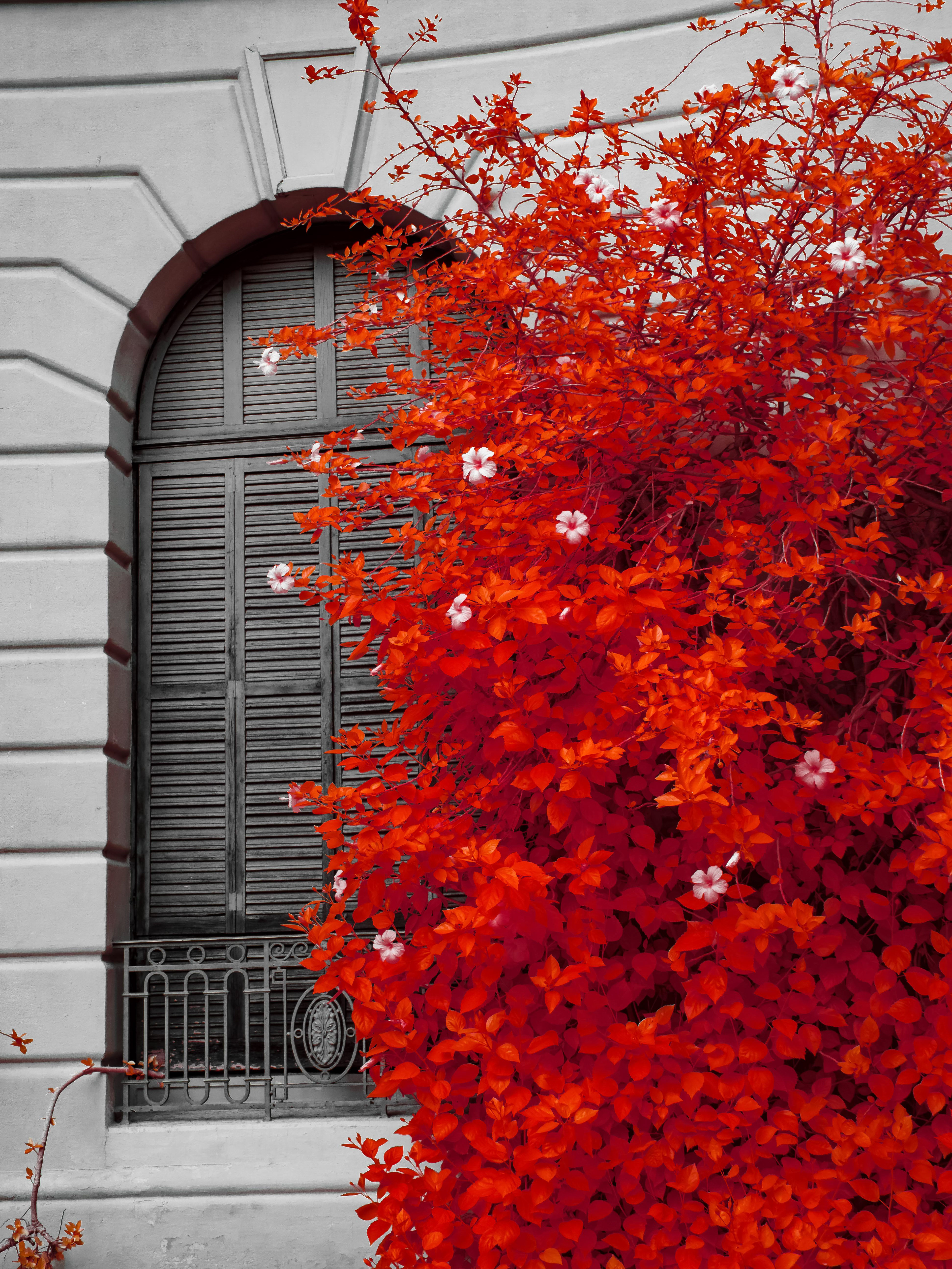 Barcelona. 590nm infrared.