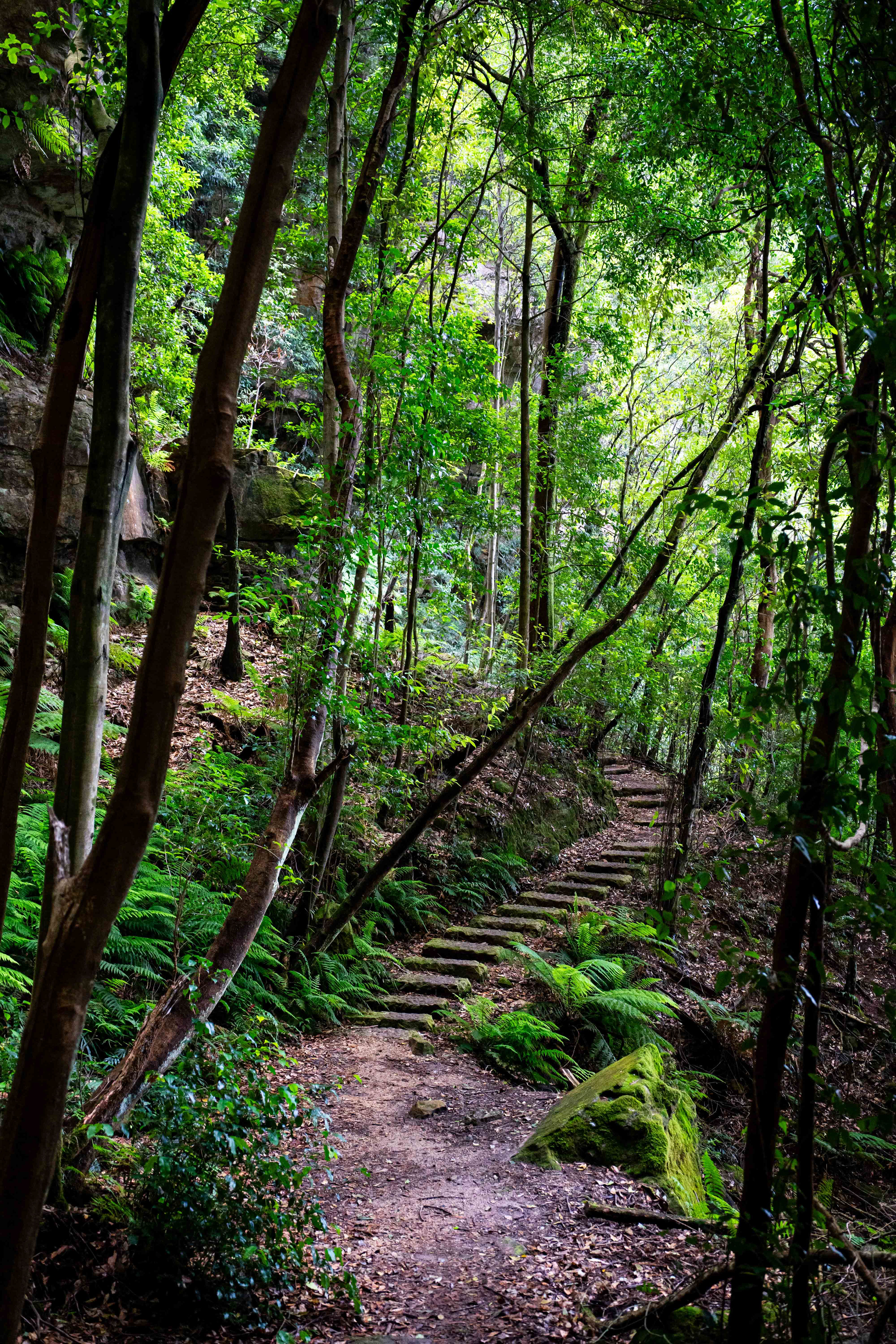 Blue Mountains National Park.