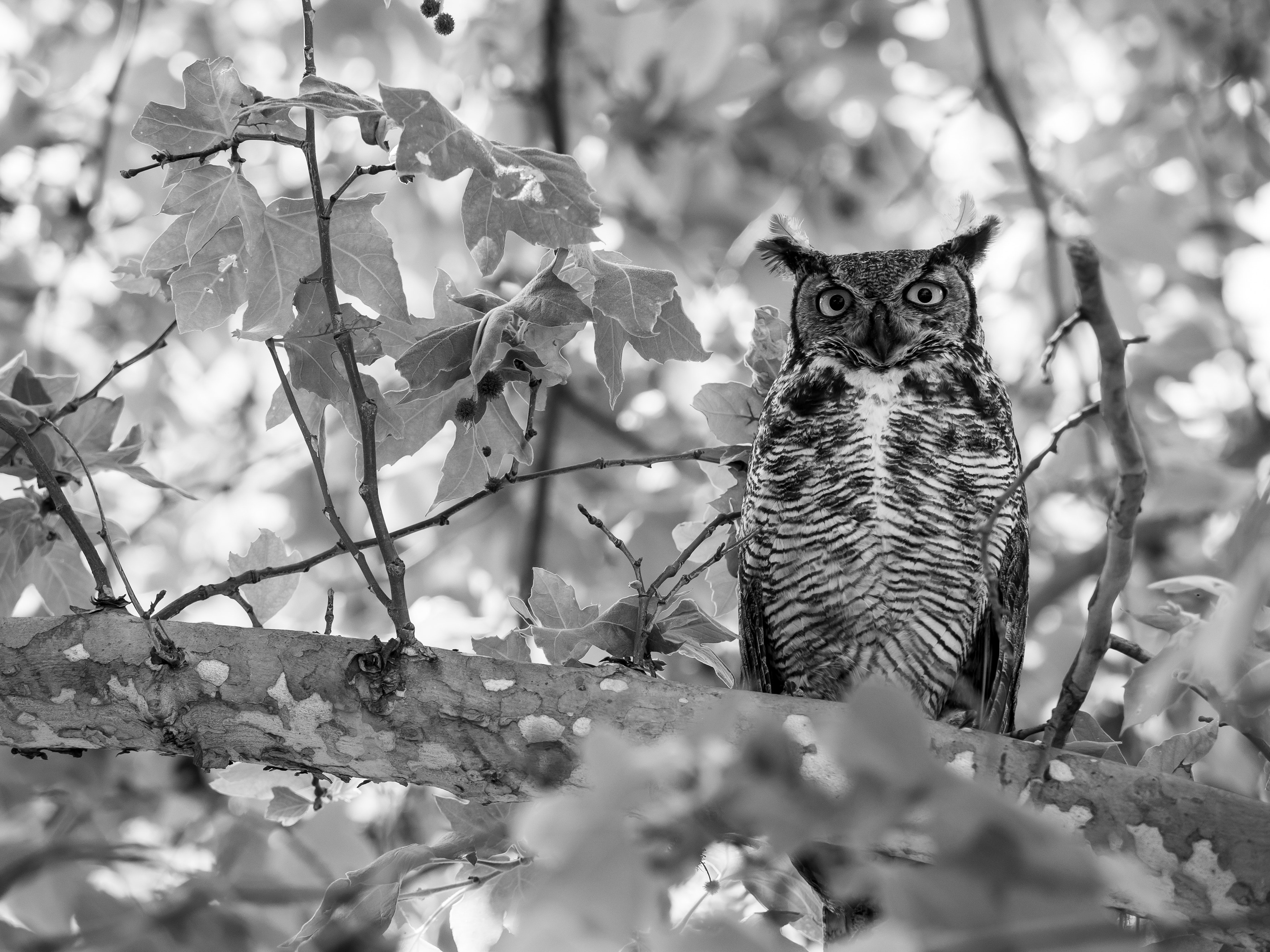 Great Horned Owl. Riverside.