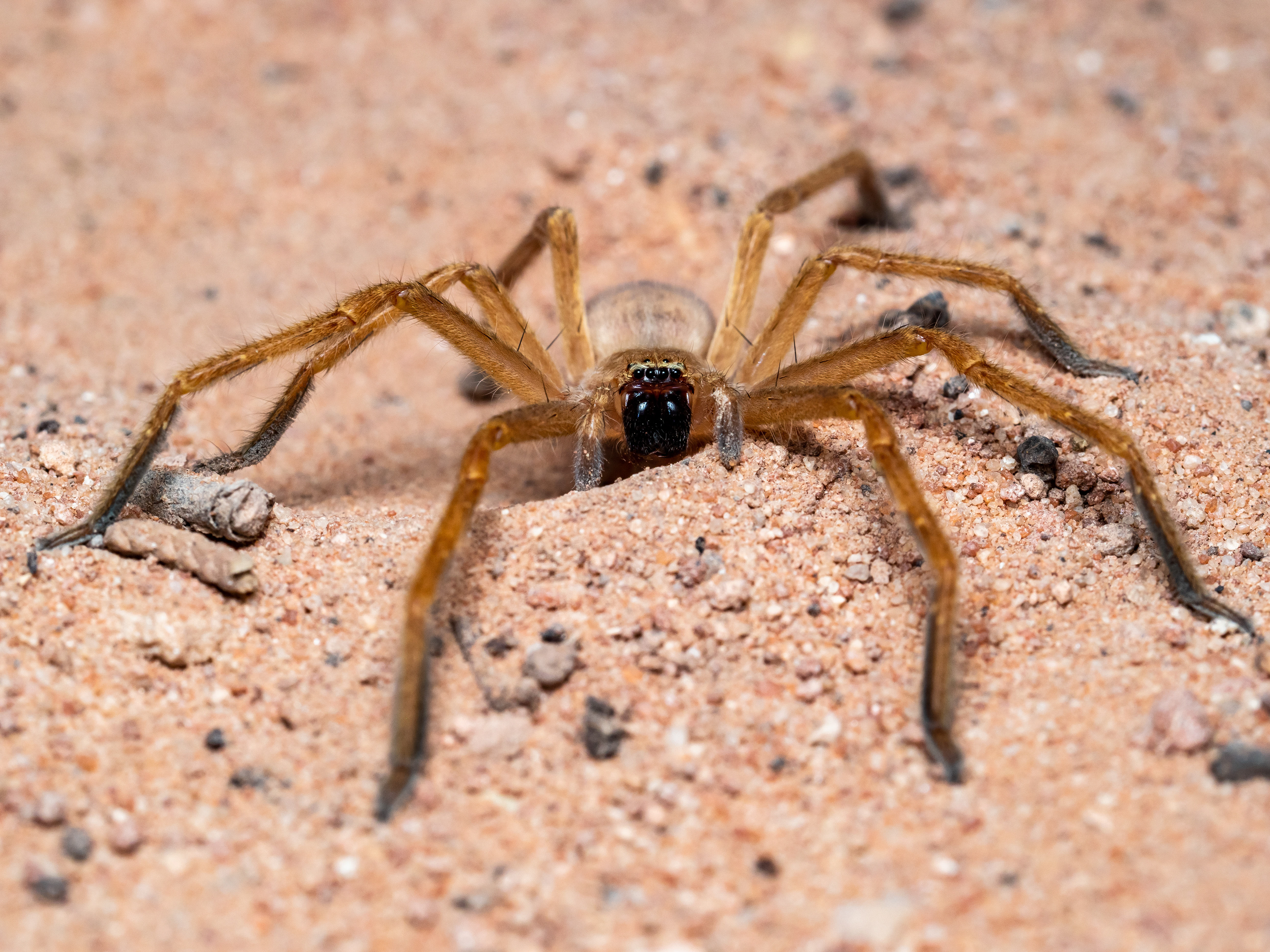 Golden Huntsman. UT.