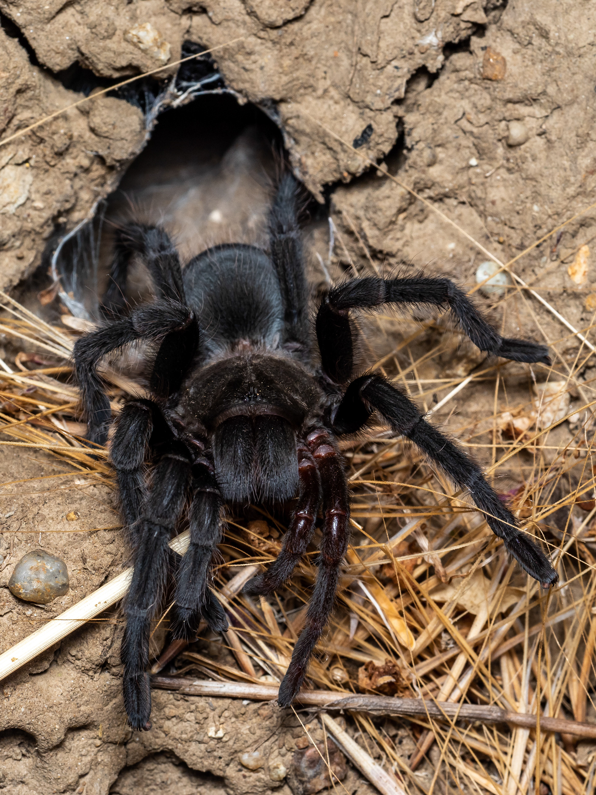 Aphonopelma Tarantula. Chino Hills State Park.