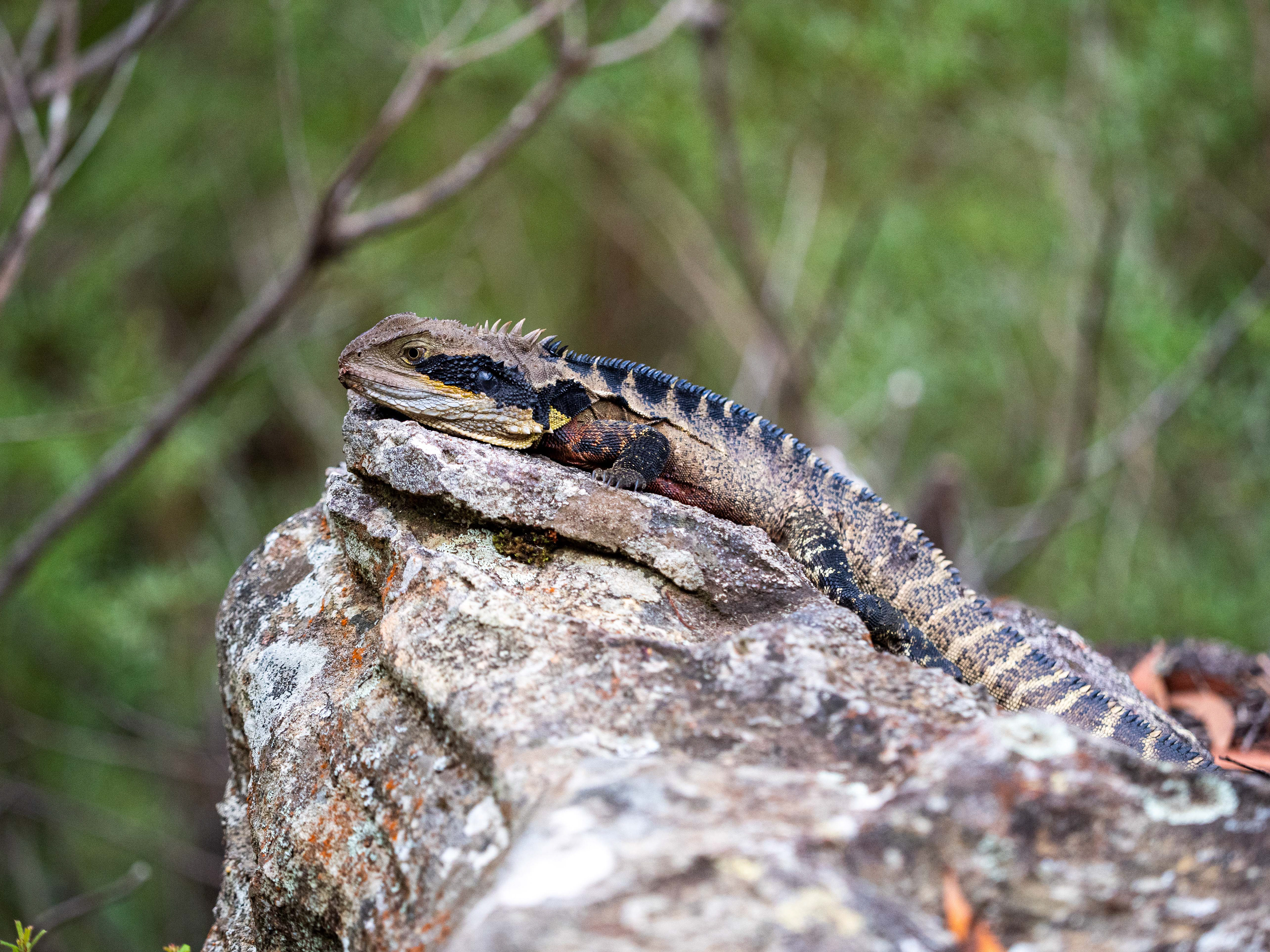 Eastern Water Dragon. Blue Mountains National Park.