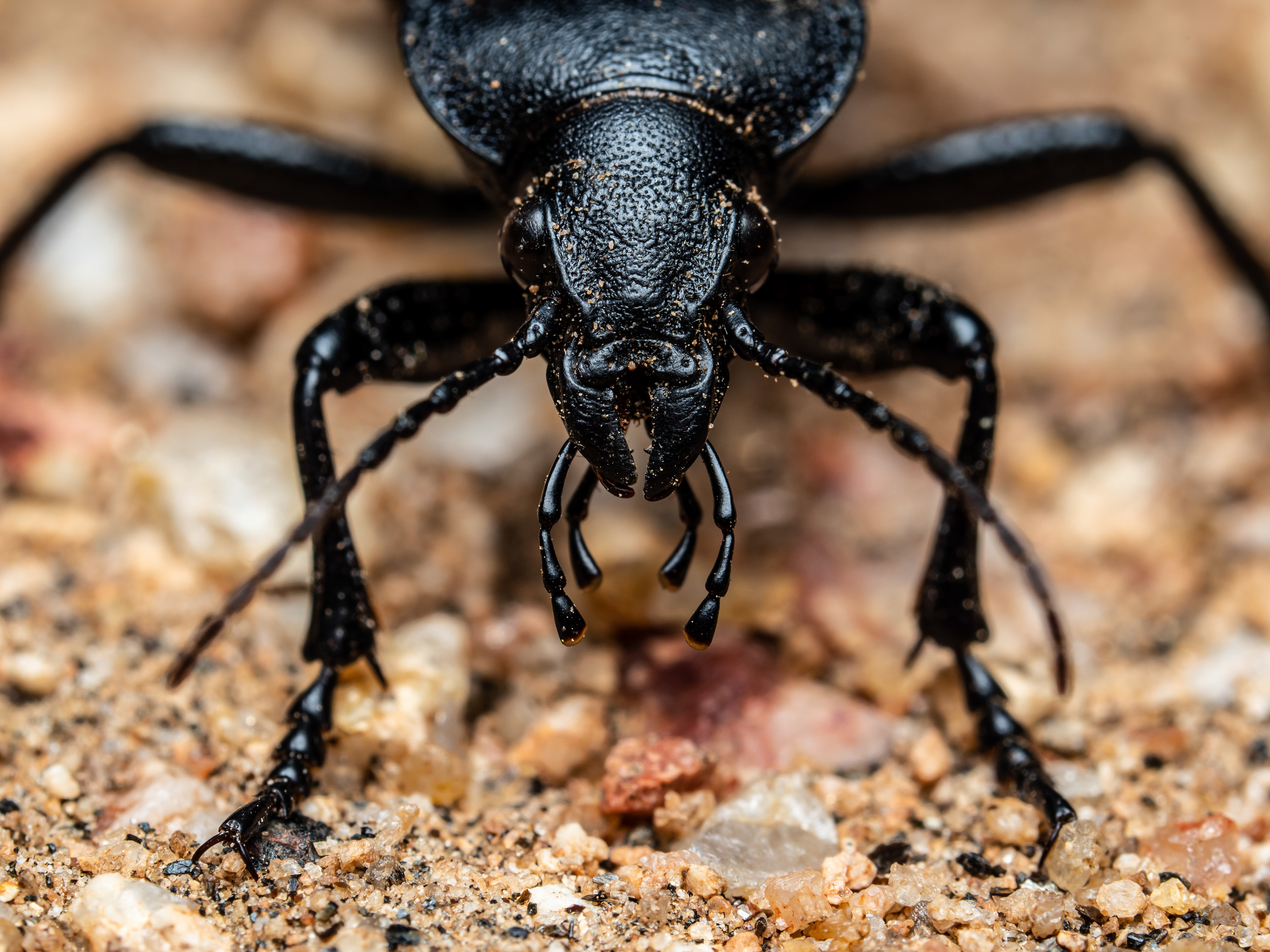 Caterpillar Hunter beetle. CA.