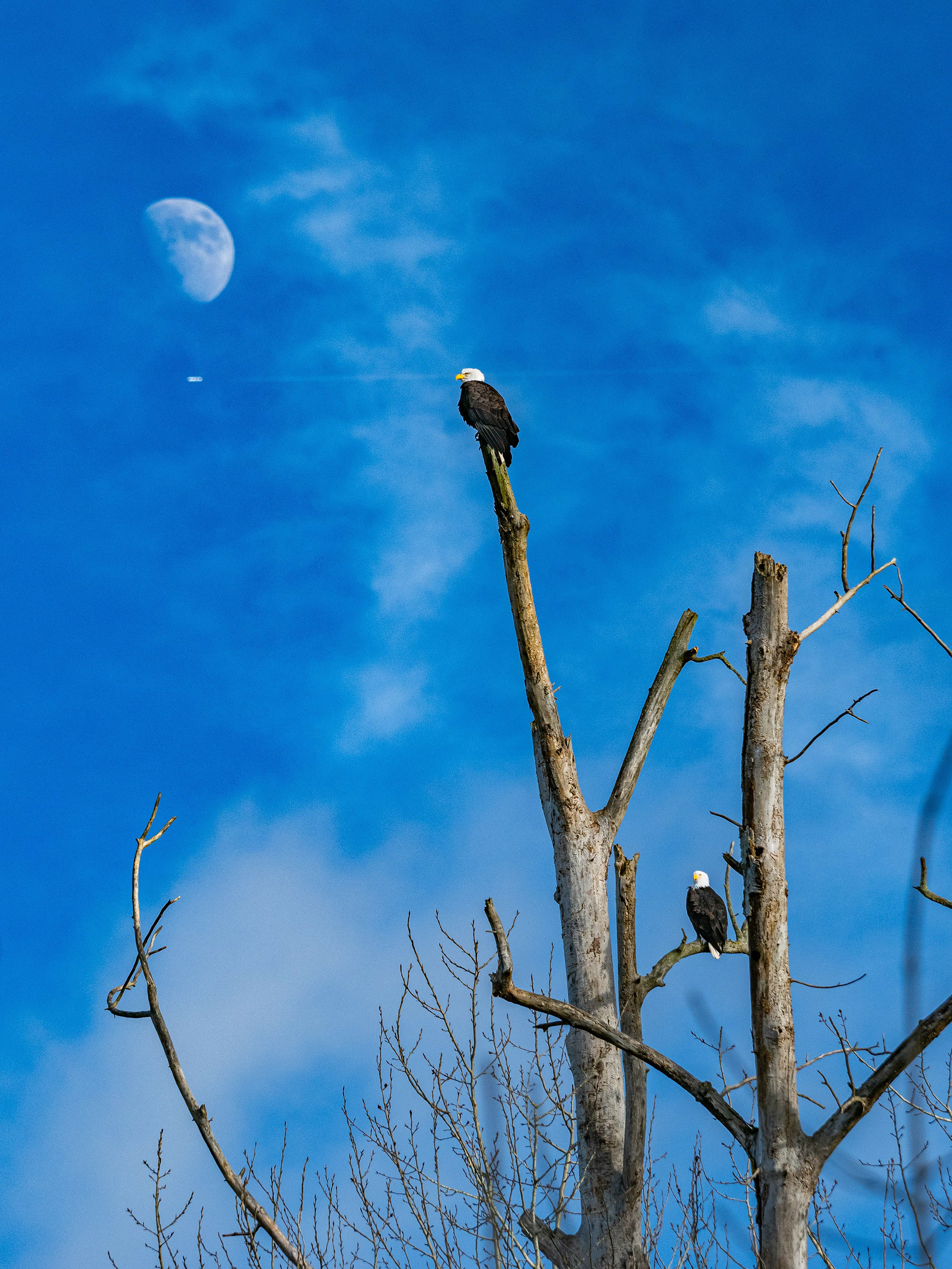 Bald Eagles. Olympia, WA.