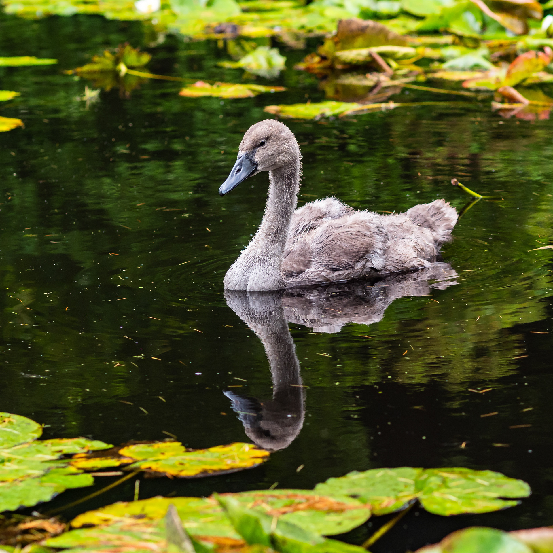 Juvenile Mute Swan. Dublin.