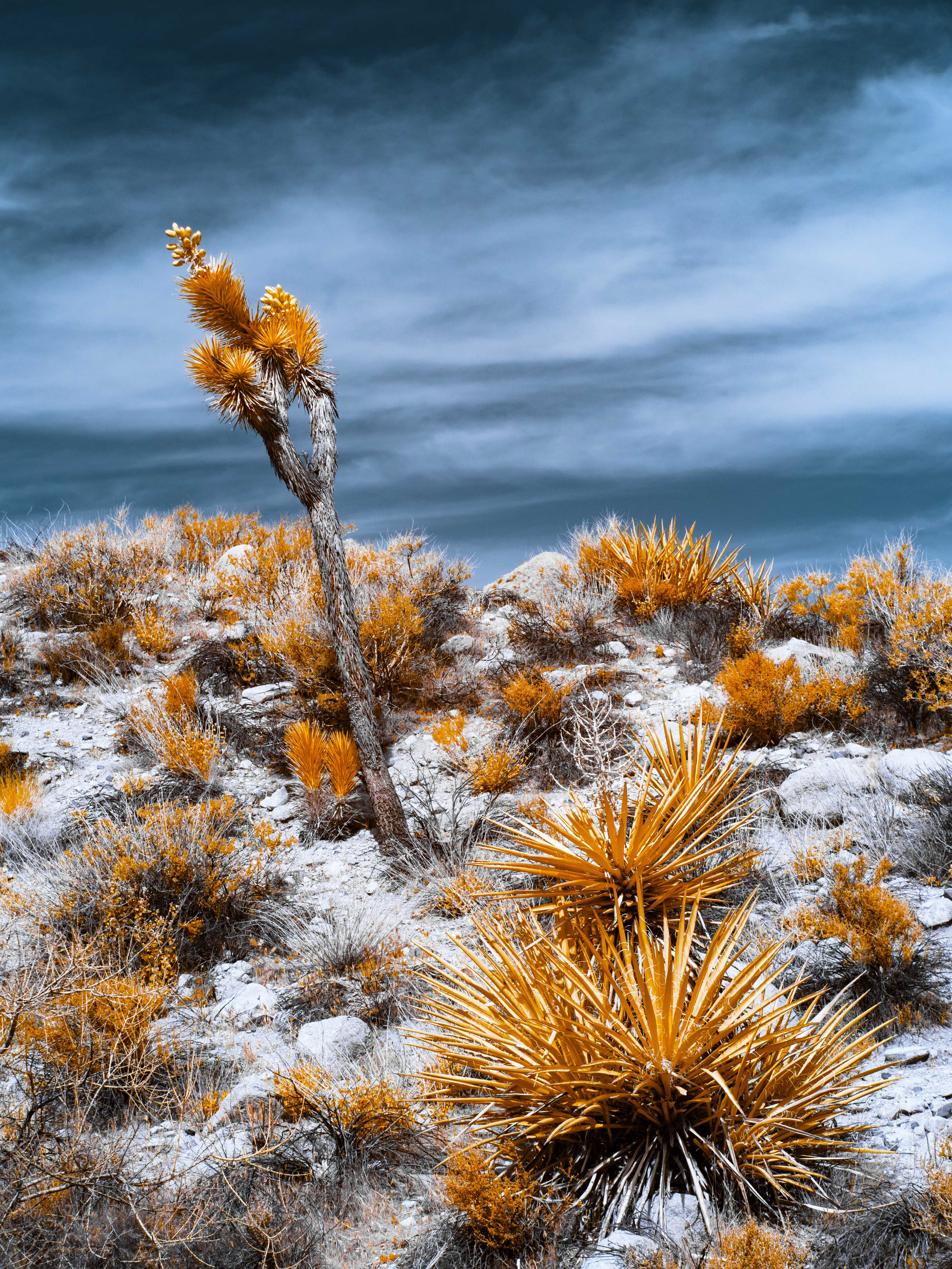 Joshua Tree. 590nm infrared.