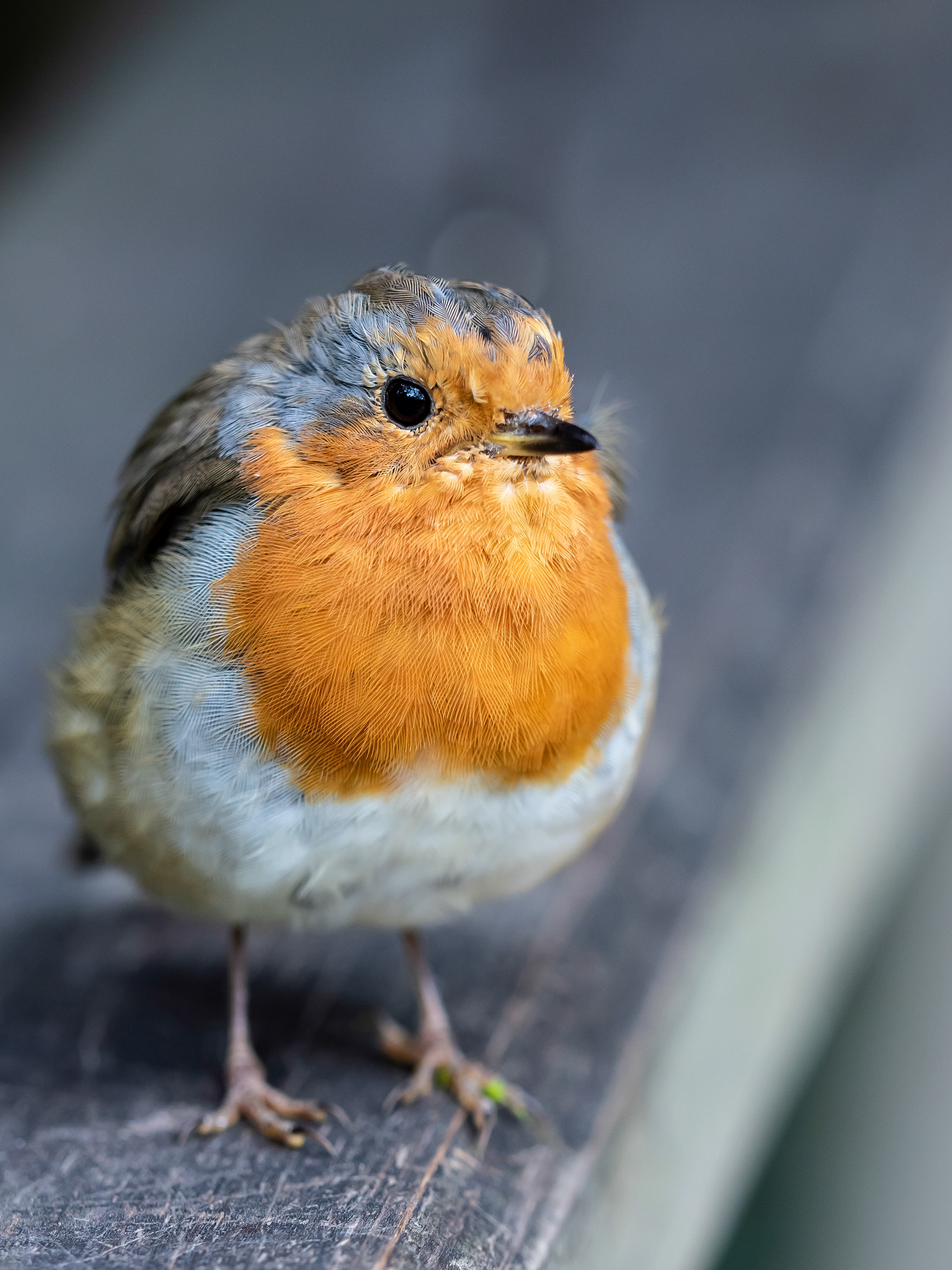 European Robin. London.