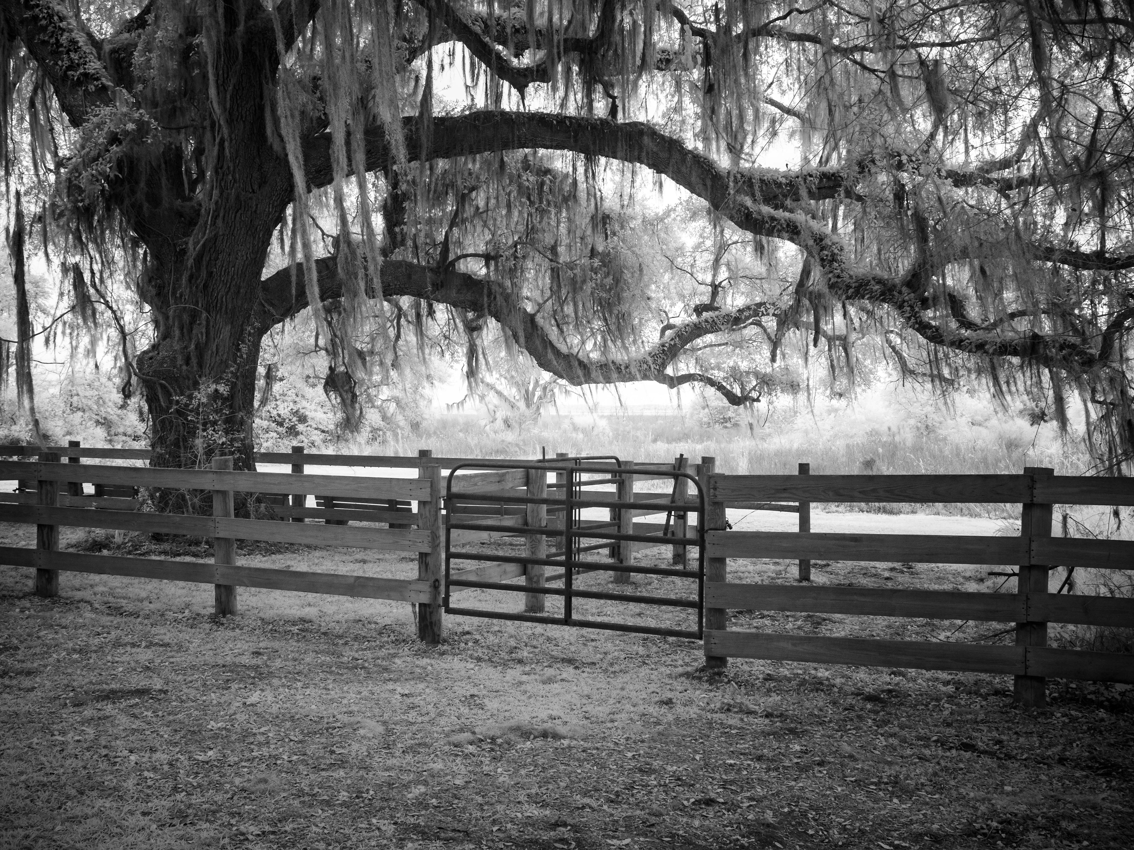 Near Gainesville, FL. 830nm infrared.