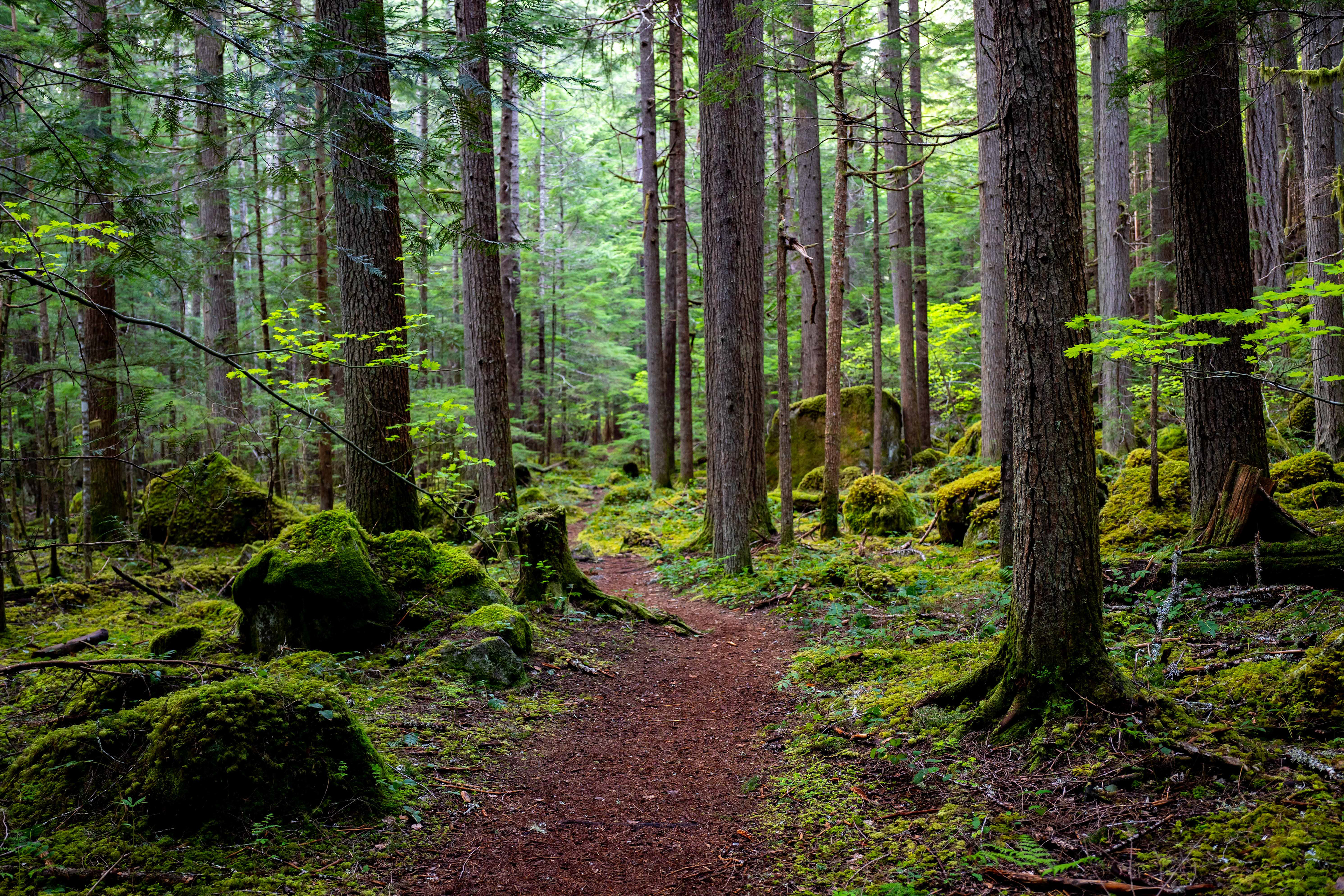 East of Mount Rainier, WA. 