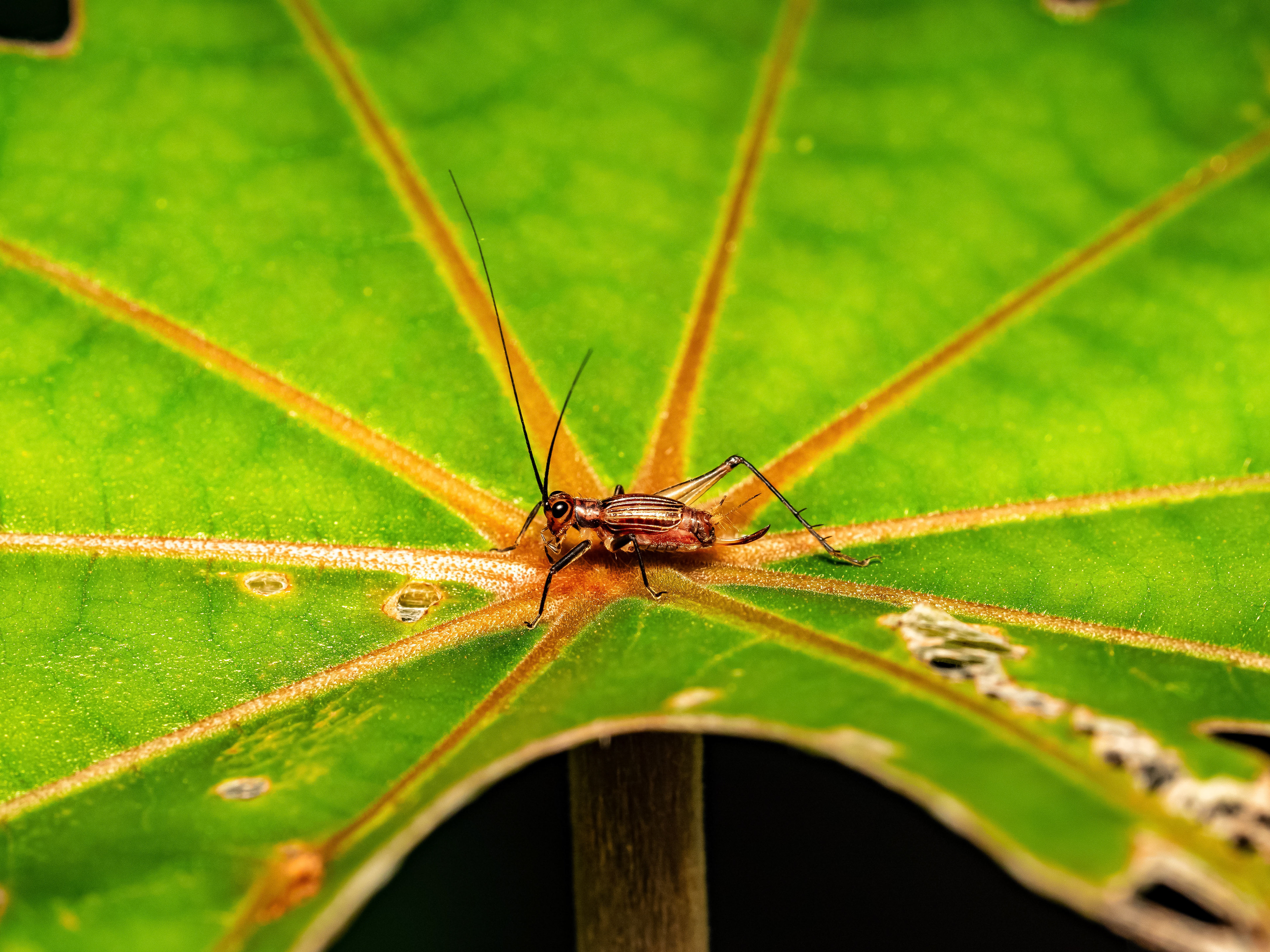 Unknown cricket. Manoa.