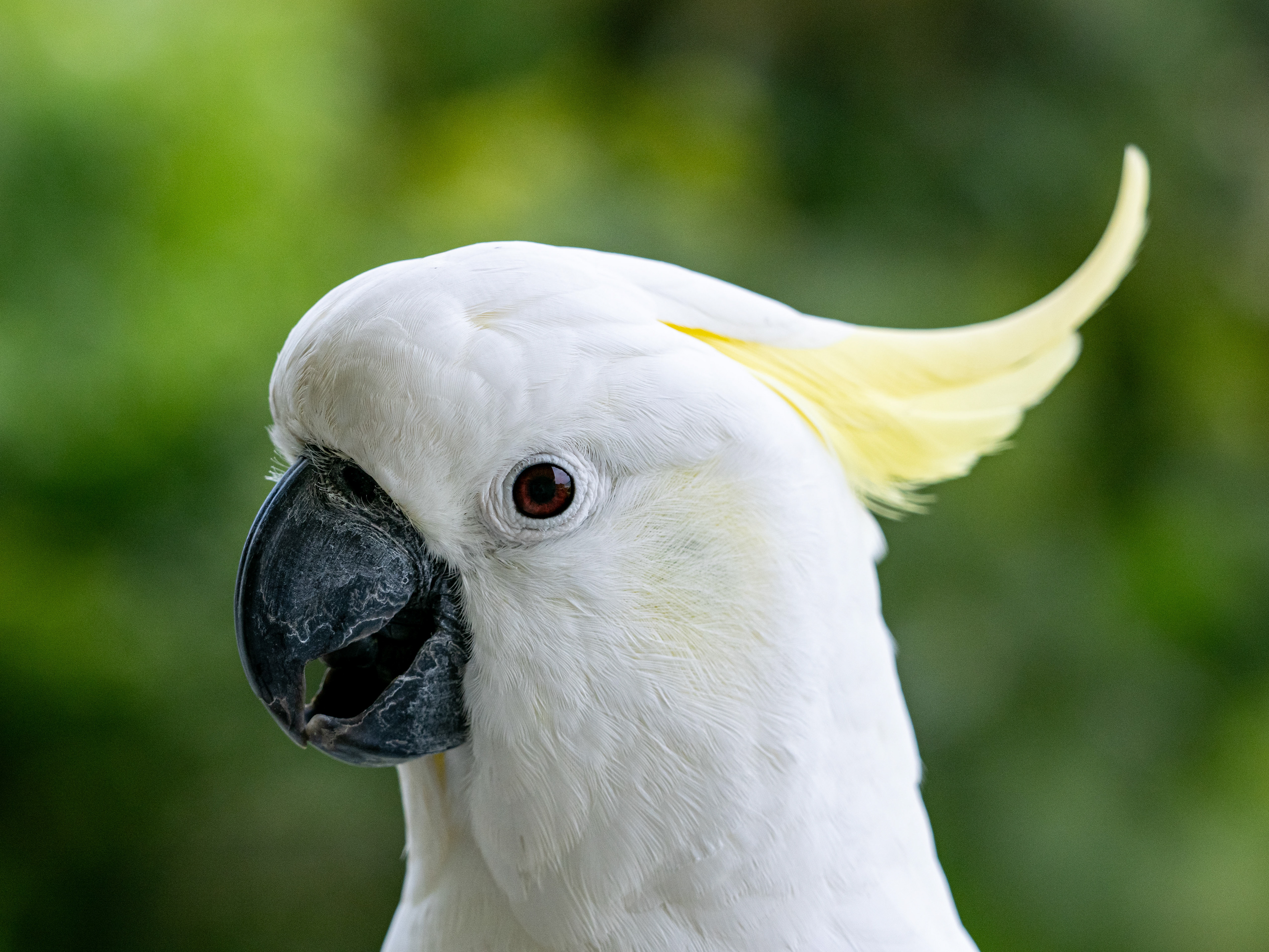 Sulpher-crested cockatoo. Hamilton Island.