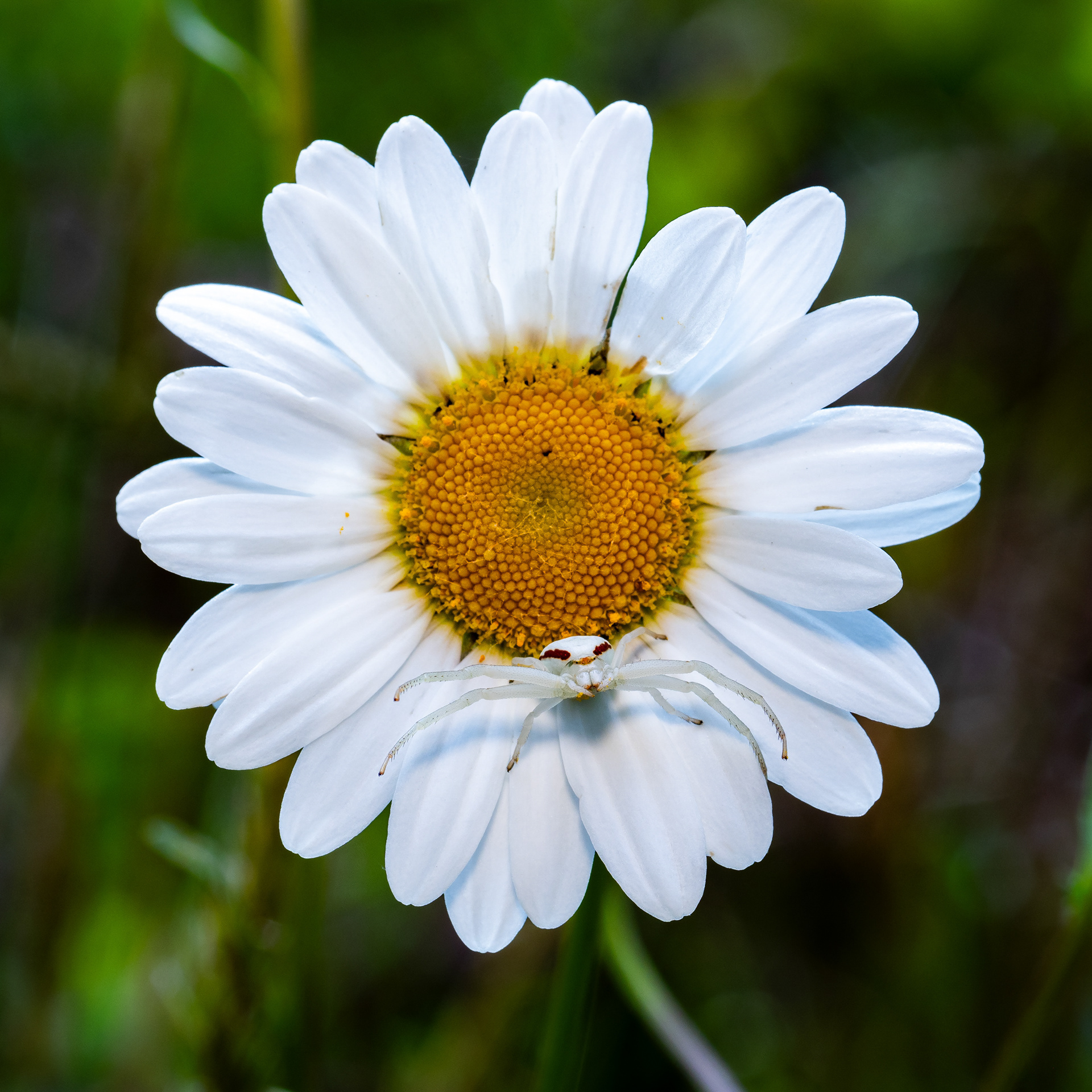 White-Banded Crab Spider. WA.