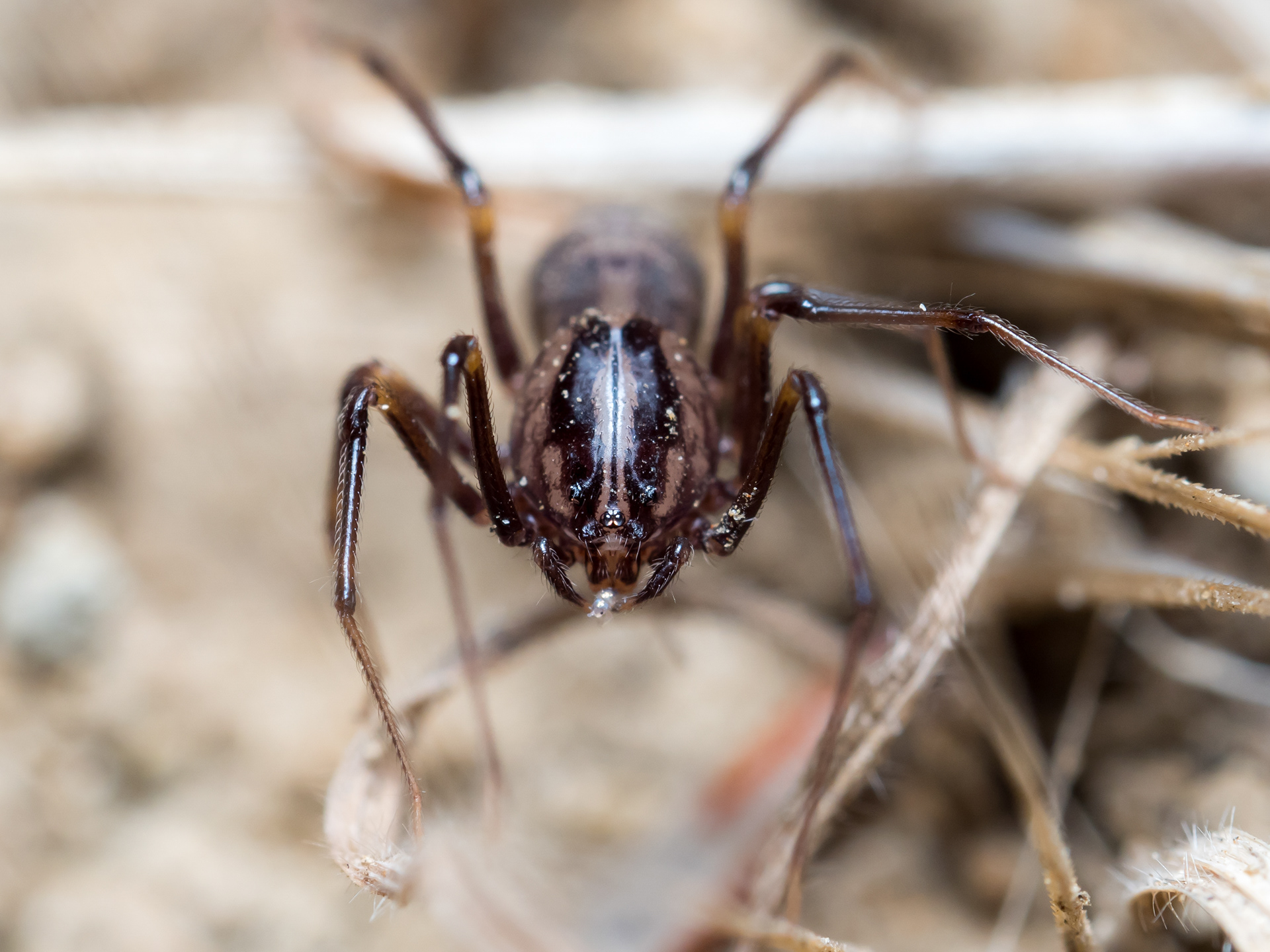 Spitting Spider eating tiny springtail. CA.